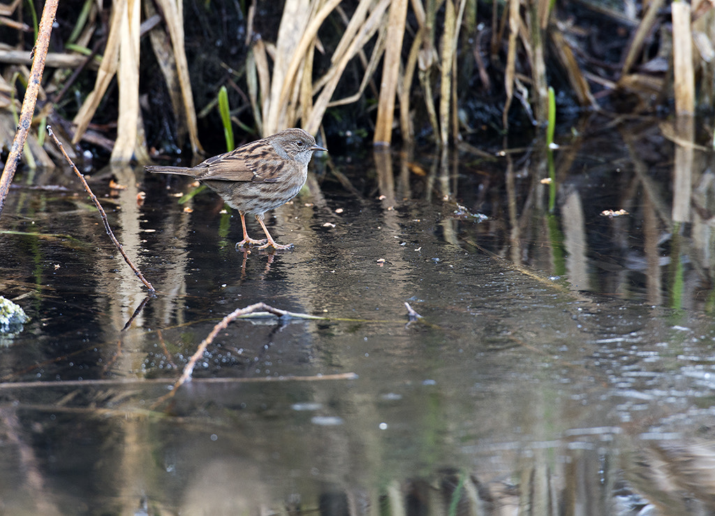 Nikon AF-S Nikkor 600mm F4D ED-IF II sample photo. Dunnock photography