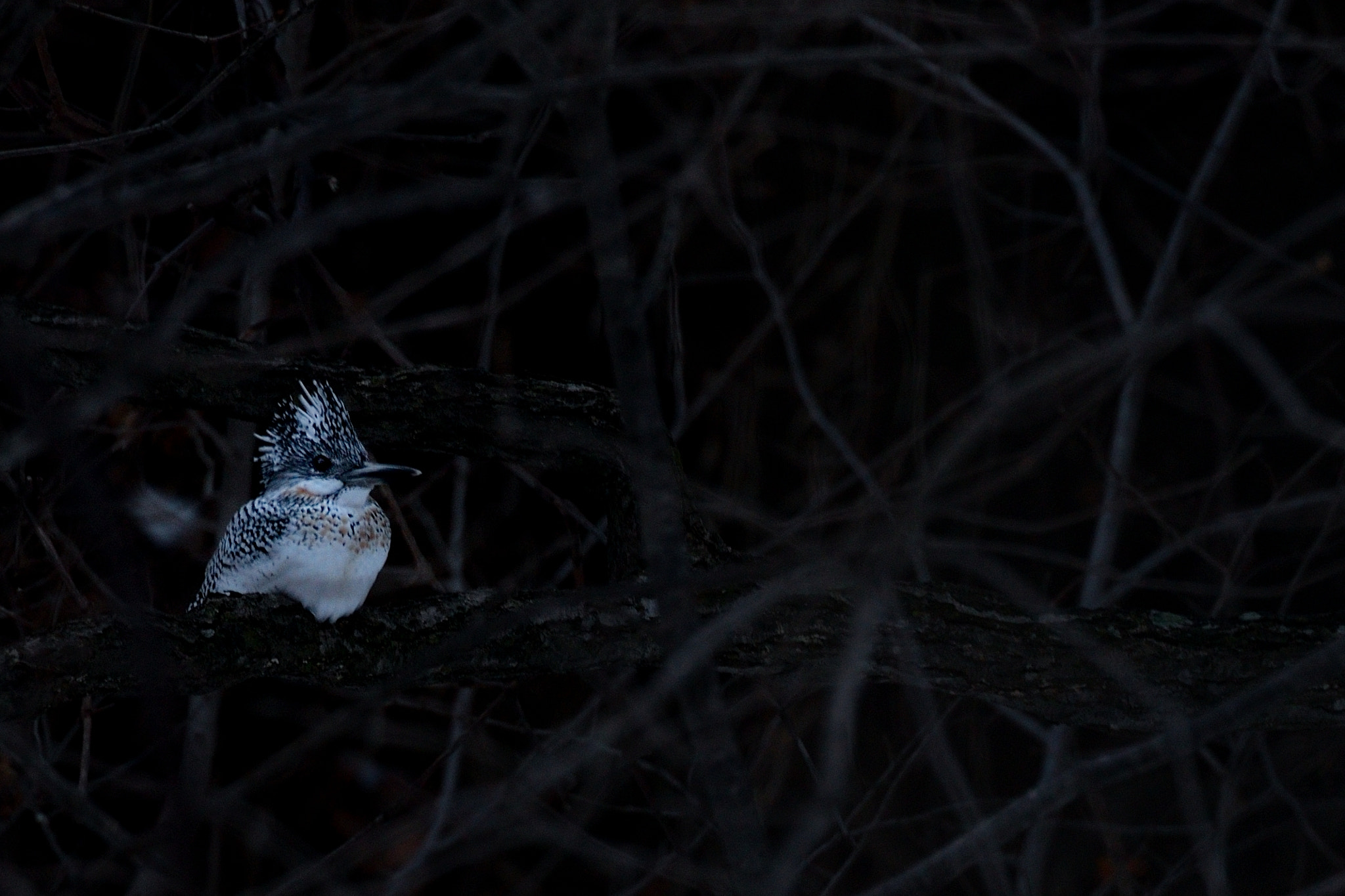 AF-I Nikkor 500mm f/4D IF-ED sample photo. Silent night photography