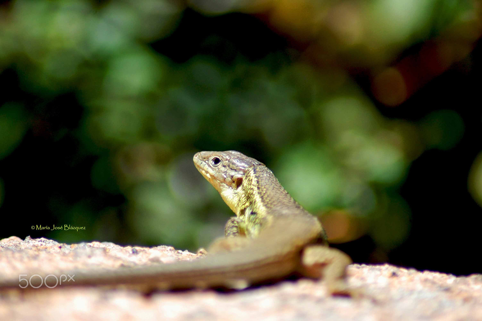 Nikon D40 sample photo. Observer in nature photography