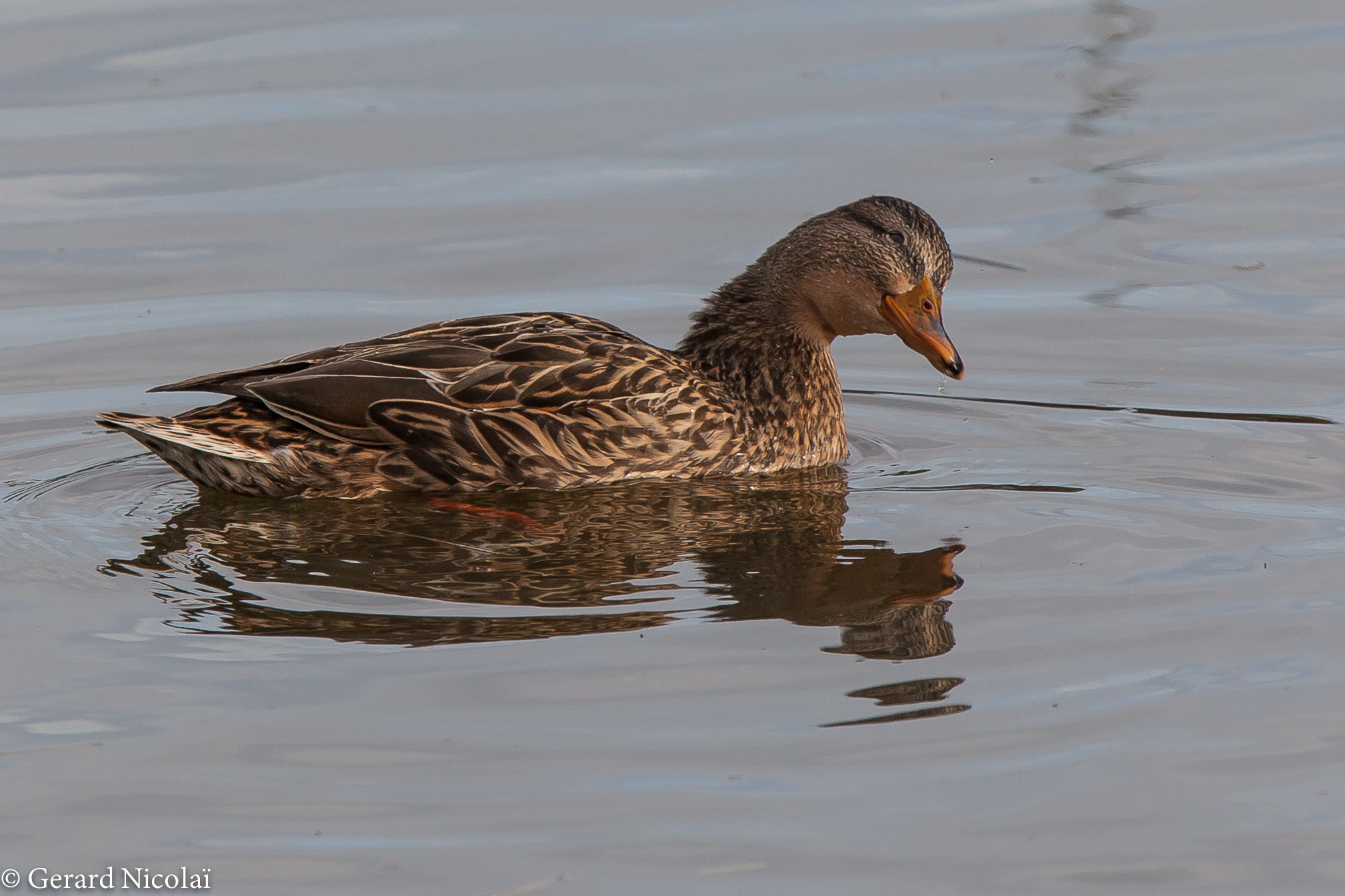 Canon EF 300mm F2.8L IS USM sample photo. Curious female mallard photography