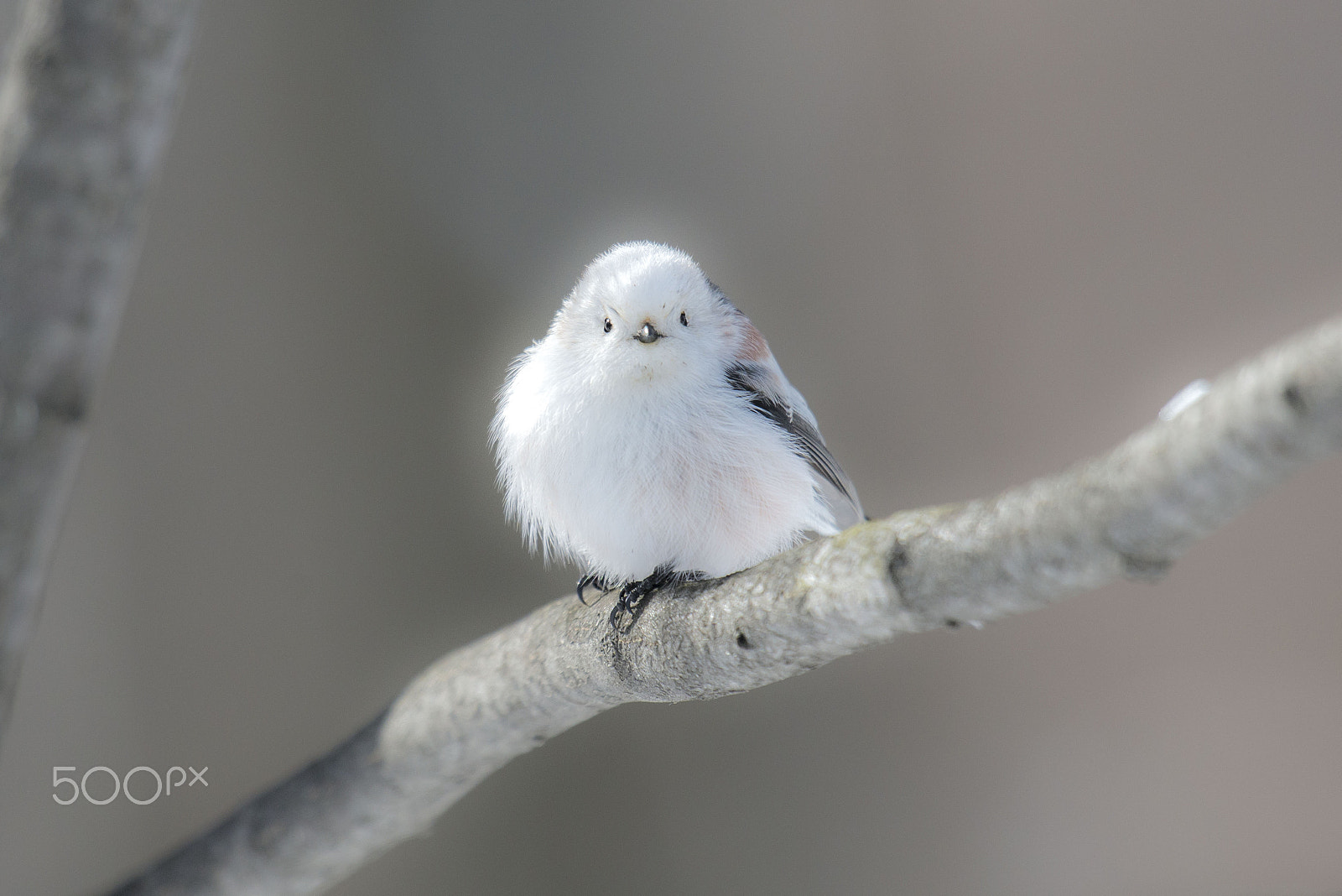 Nikon D800 + Nikon AF-S Nikkor 600mm F4G ED VR sample photo. シマエナガ photography