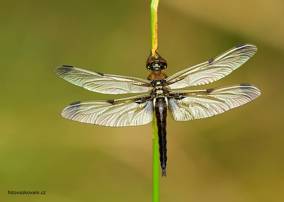Canon EOS 7D + Sigma 150mm f/2.8 EX DG OS HSM APO Macro sample photo. Four-spotted chaser ,libellula quadrimaculata photography