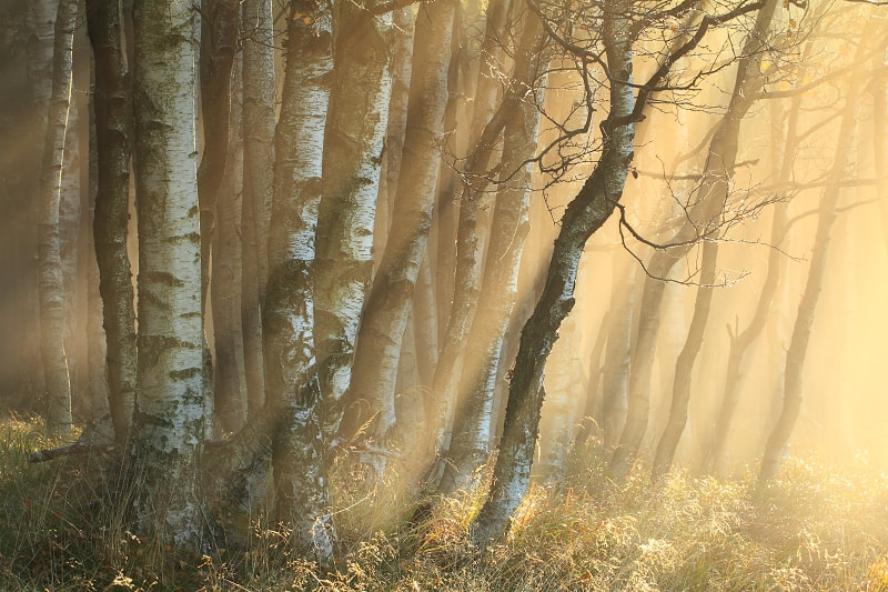 Canon EOS 7D + Canon EF 70-200mm F4L USM sample photo. Magical morning photography