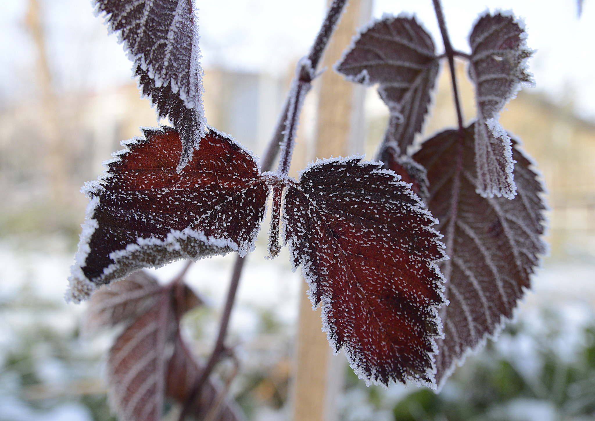 Nikon AF-Nikkor 80-200mm F2.8D ED sample photo. Rubus leaves photography