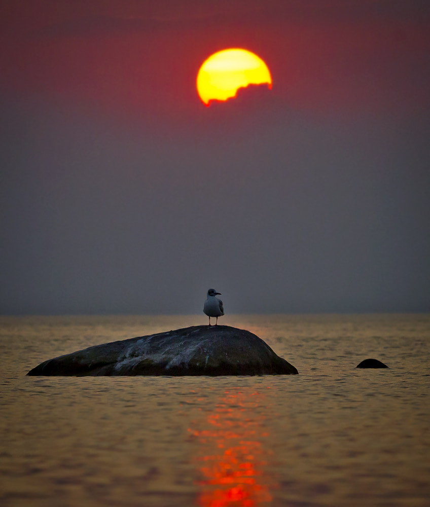 Canon EF 100-400mm F4.5-5.6L IS USM sample photo. Yellow sunset and gull photography