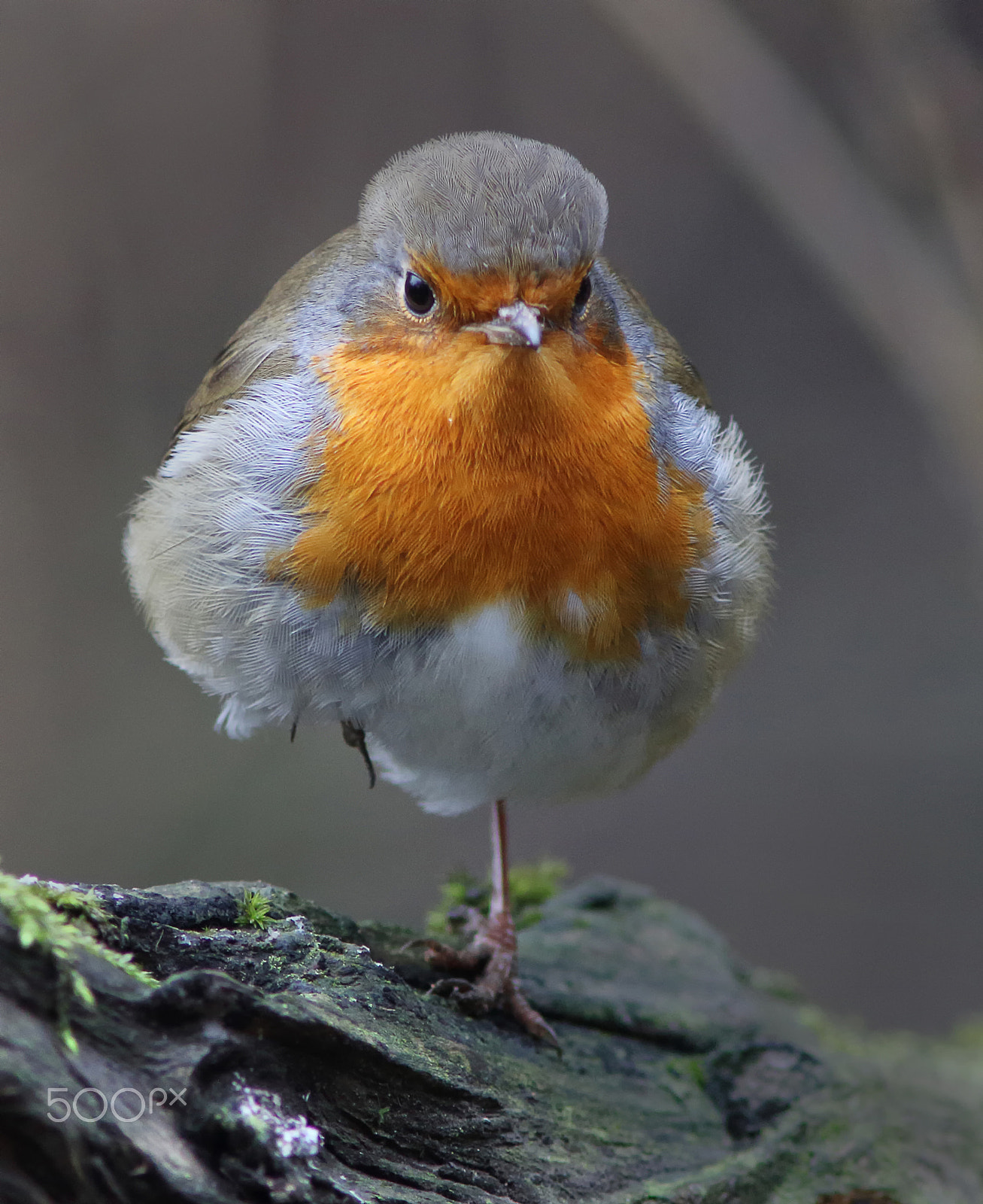 Canon EF 200mm f/2.8L II + 2x sample photo. Robin on one leg photography