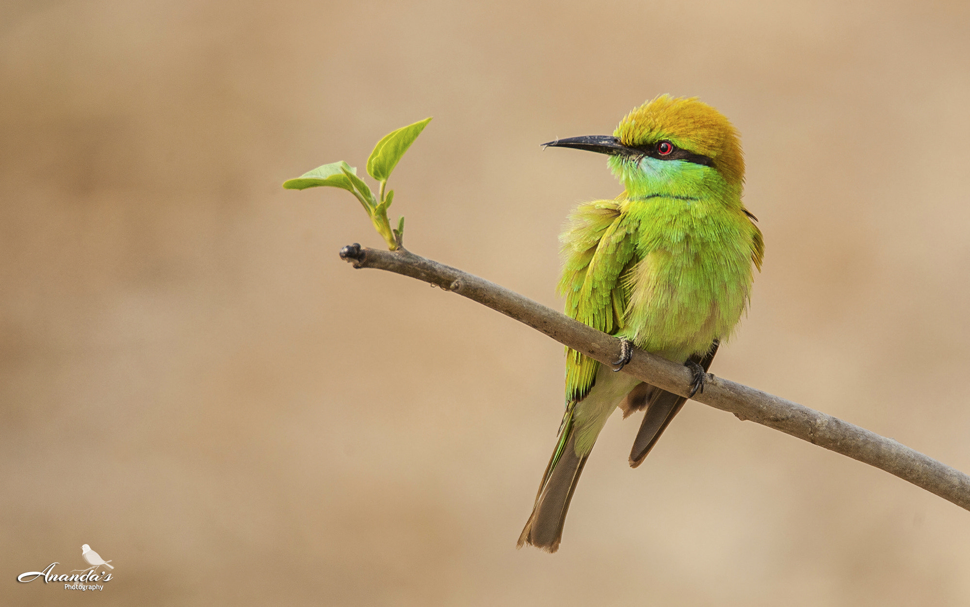 Tamron SP 150-600mm F5-6.3 Di VC USD sample photo. Green bee-eater photography
