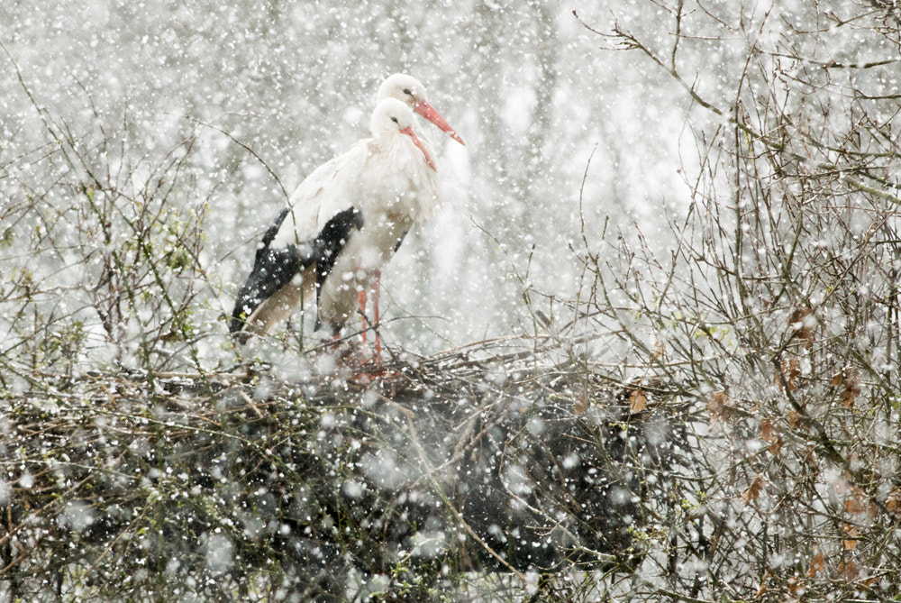 Nikon D200 + Nikon AF-S Nikkor 300mm F4D ED-IF sample photo. Wintering storks the netherlands photography