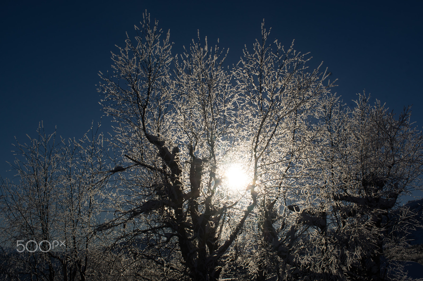 Pentax K-3 II sample photo. Frosty trees photography
