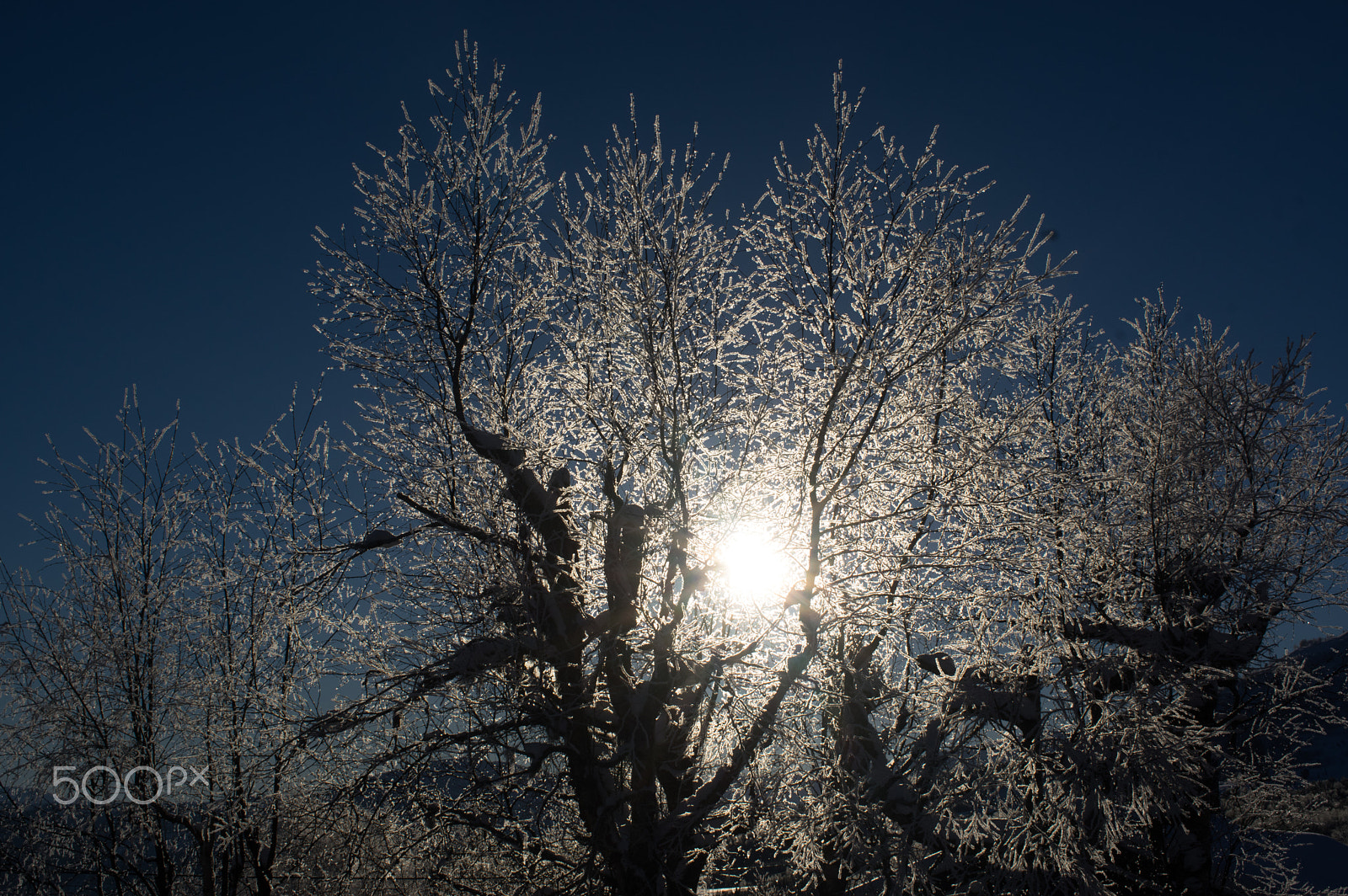 Pentax smc DA 35mm F2.8 Macro Limited sample photo. Frosty trees photography
