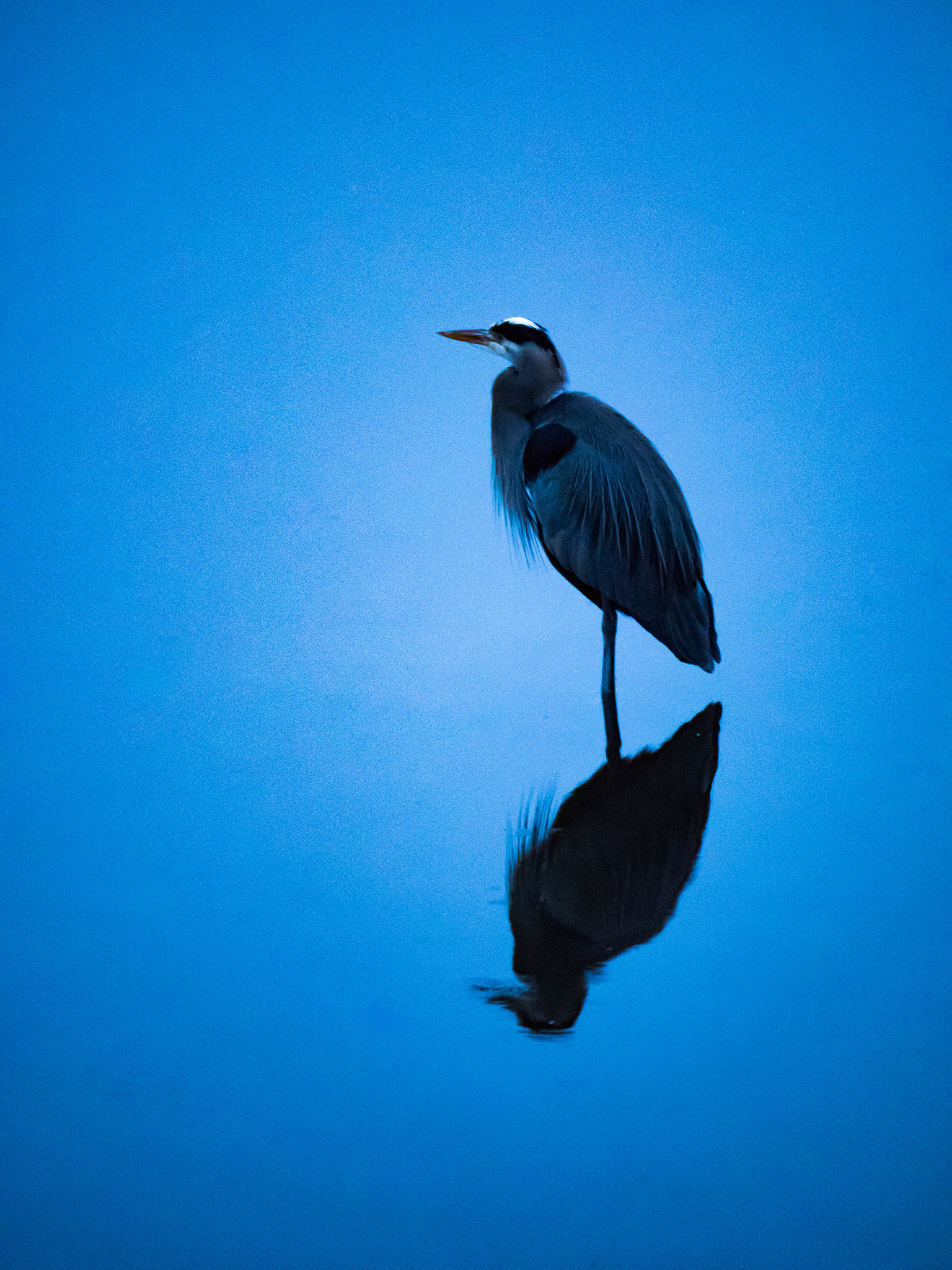 Panasonic Lumix G X Vario 35-100mm F2.8 OIS sample photo. Blue heron photography