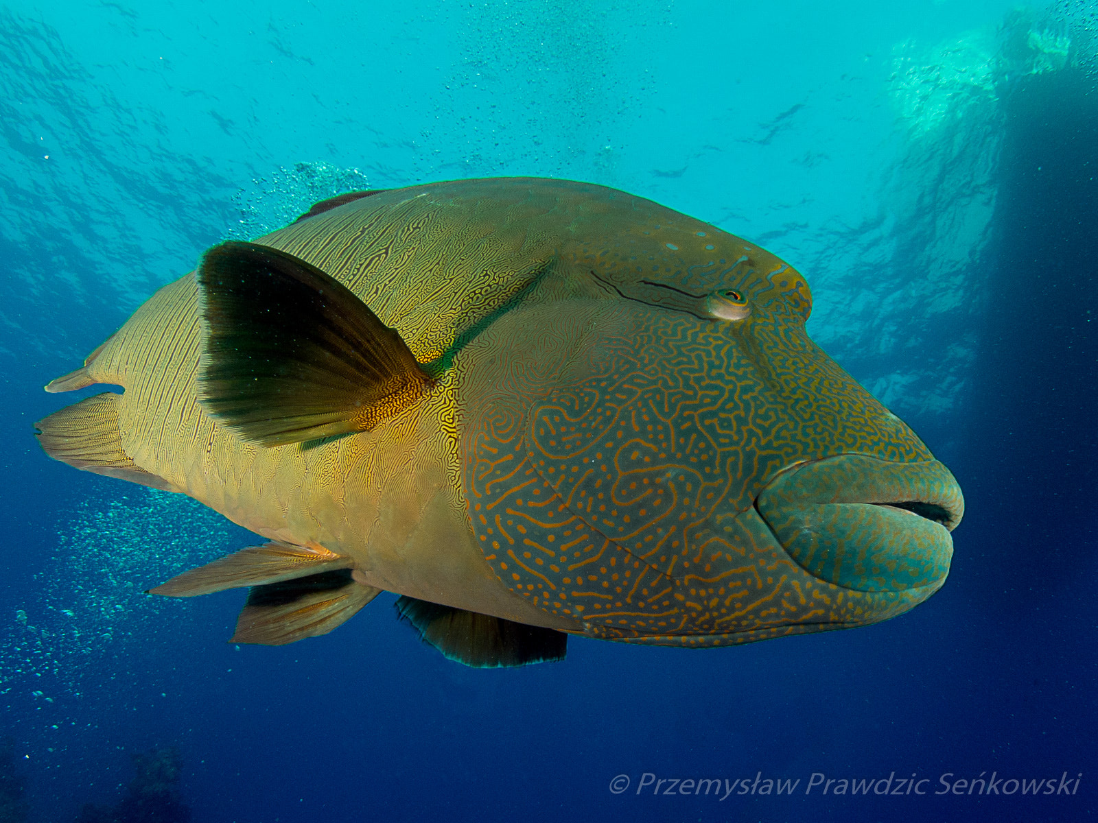 Olympus OM-D E-M5 + LUMIX G FISHEYE 8/F3.5 sample photo. Napoleon at umm khararim photography
