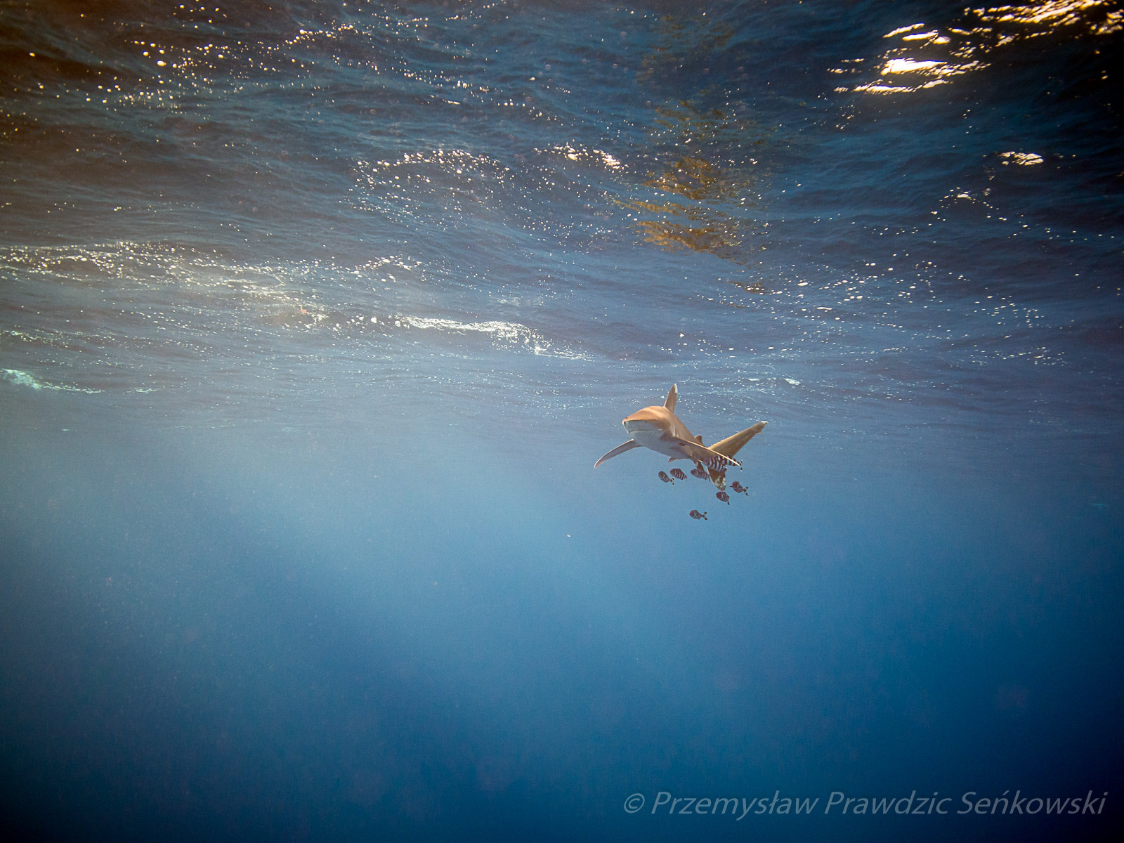 Olympus OM-D E-M5 + Panasonic Lumix G Vario 7-14mm F4 ASPH sample photo. C. longimanus at elphinstone reef photography