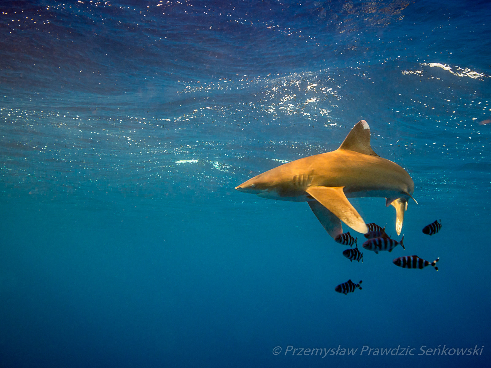 Olympus OM-D E-M5 + Panasonic Lumix G Vario 7-14mm F4 ASPH sample photo. C. longimanus at elphinstone reef photography