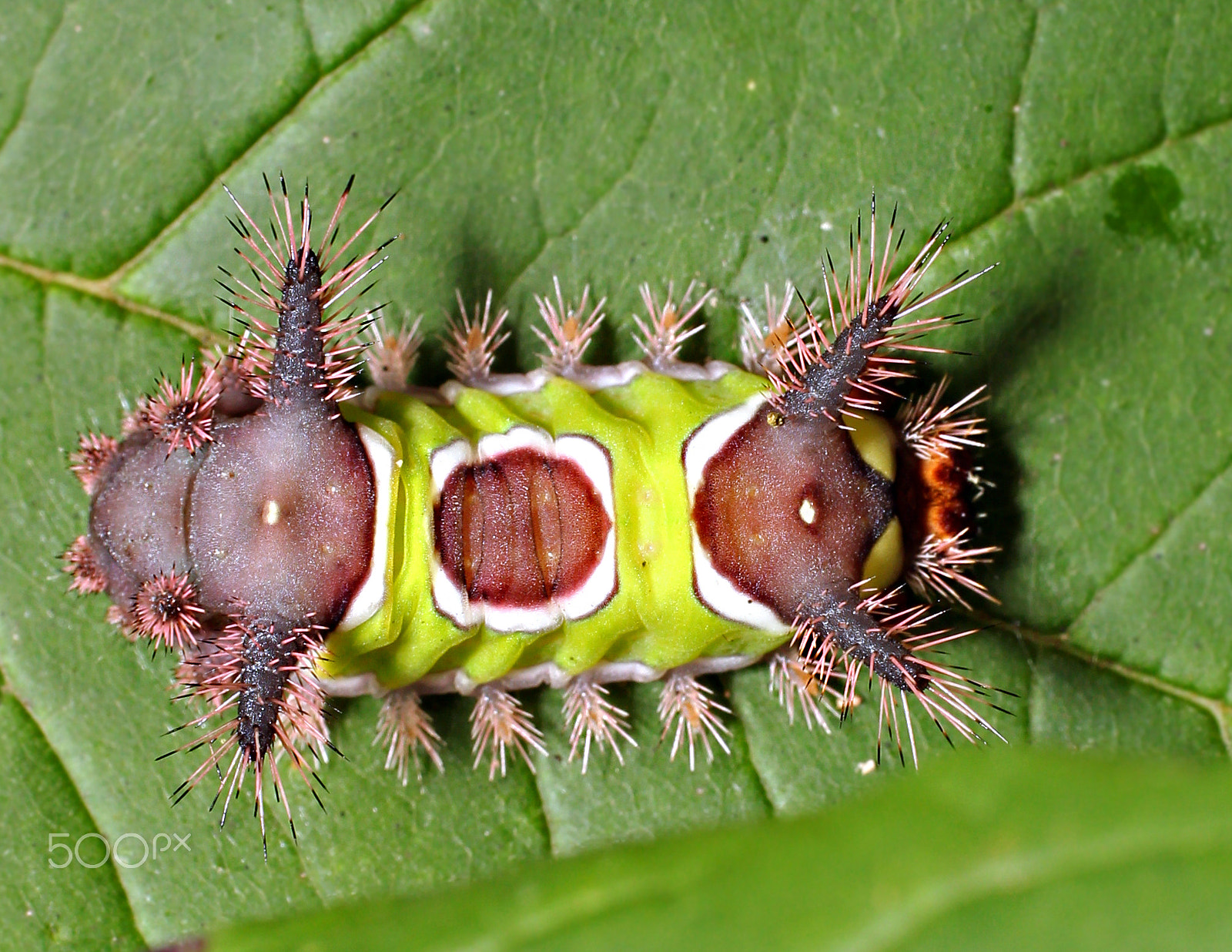 Canon EOS 600D (Rebel EOS T3i / EOS Kiss X5) + Tamron SP AF 60mm F2 Di II LD IF Macro sample photo. Summer saddleback caterpillar photography