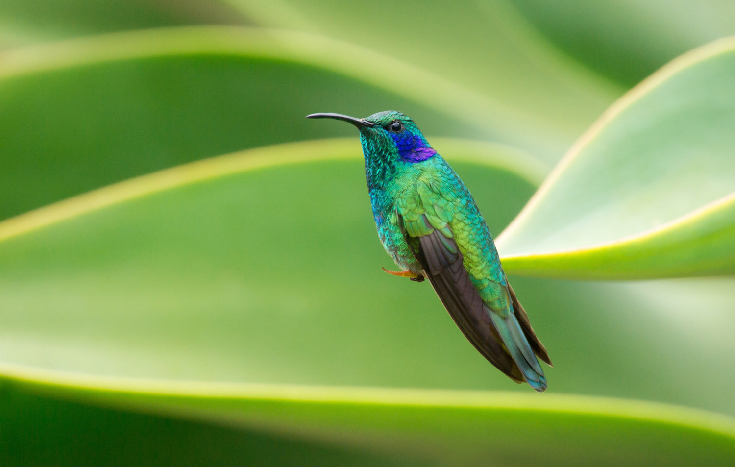 Sony 70-300mm F4.5-5.6 G SSM sample photo. Hummingbird costa rica photography