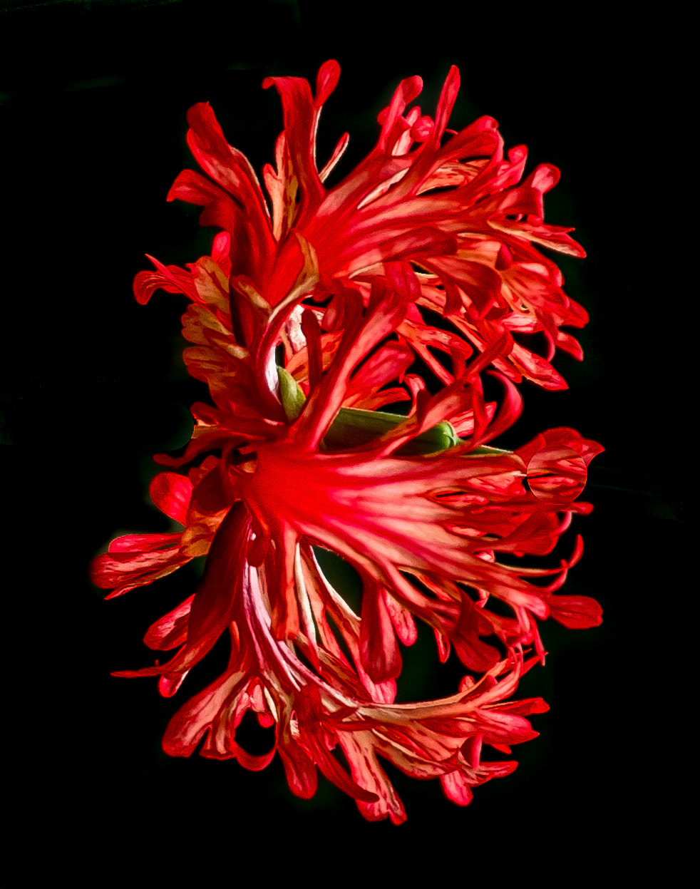 Canon EOS 100D (EOS Rebel SL1 / EOS Kiss X7) sample photo. Red swirls photography