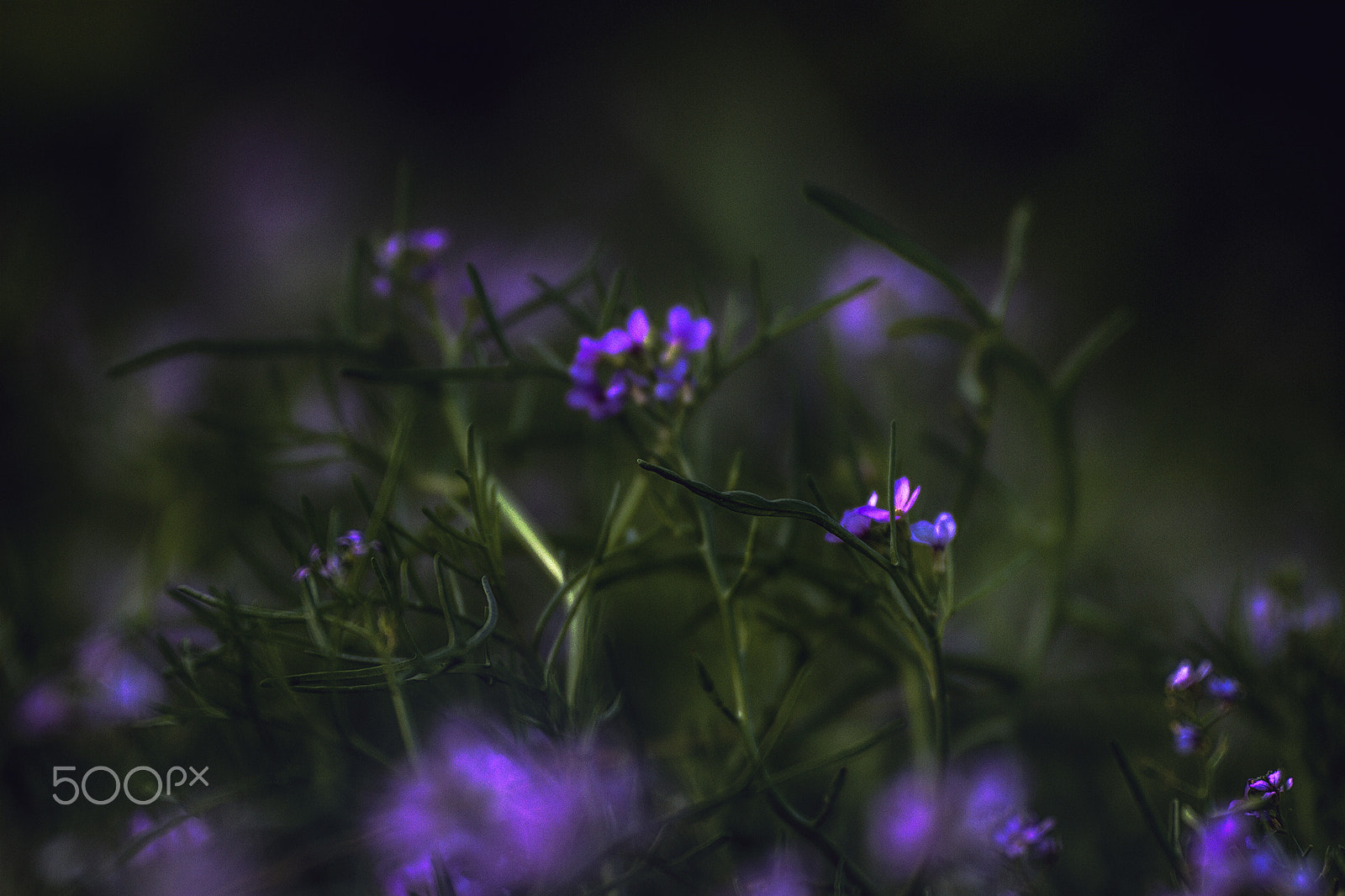 Canon EOS 7D + Canon EF 200mm F2.8L II USM sample photo. Summer photography