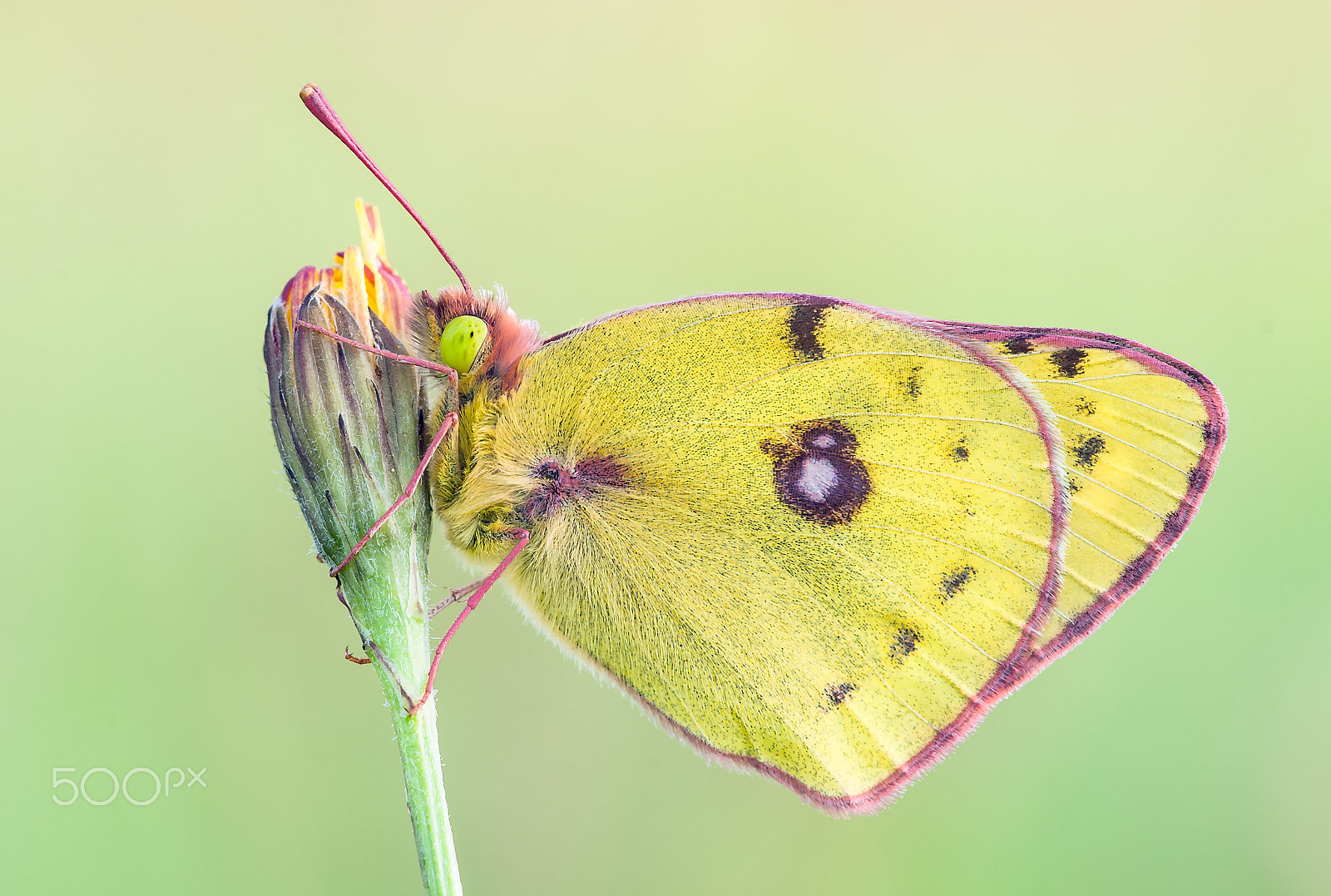 Sigma 150mm F2.8 EX DG Macro HSM sample photo. Pale clouded yellow photography