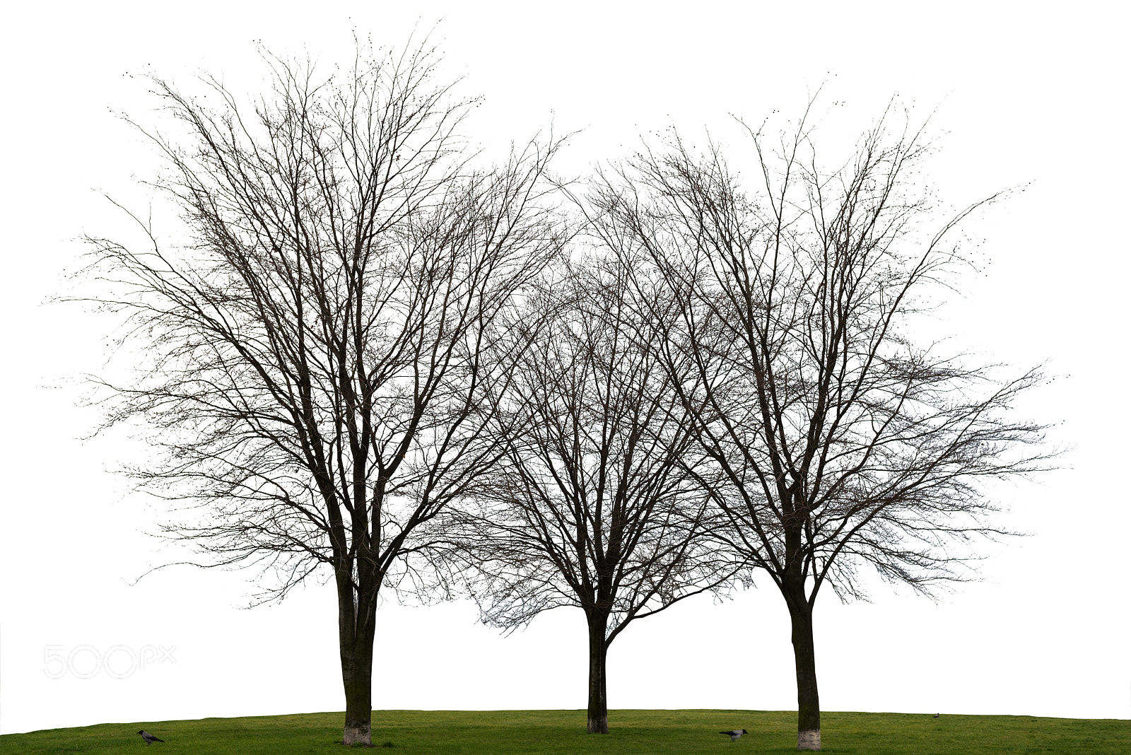 Nikon D610 + AF-S Nikkor 35mm f/1.8G sample photo. Three naked tree on white background photography