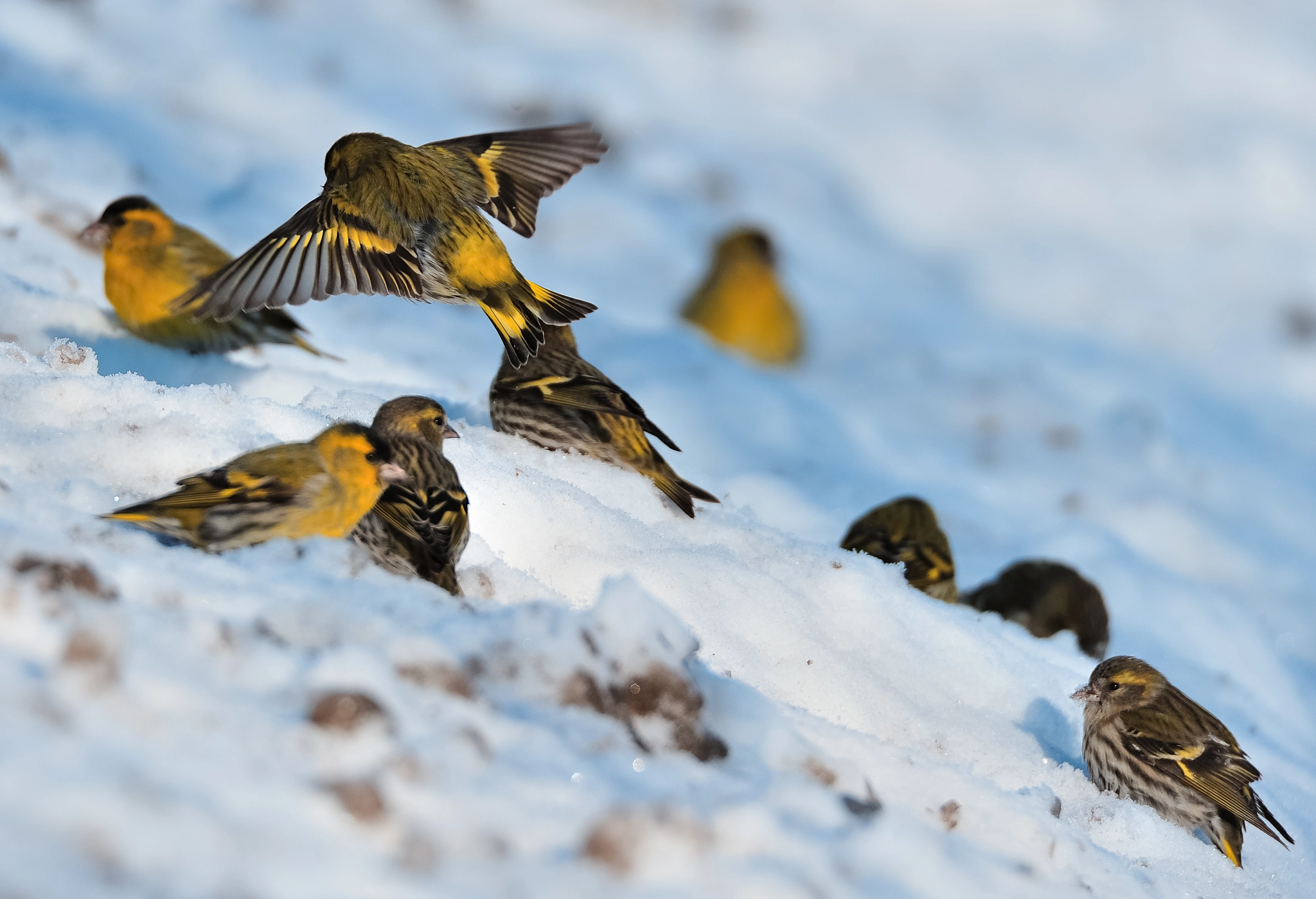 Nikon D3 sample photo. Go with the flock photography