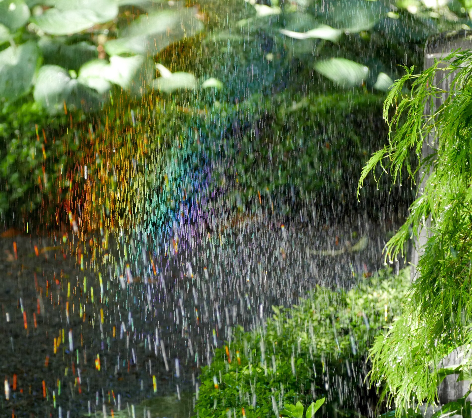 Panasonic Lumix DMC-G7 + Olympus M.Zuiko Digital ED 40-150mm F4-5.6 R sample photo. Rainbow from irrigation mona vale garden photography