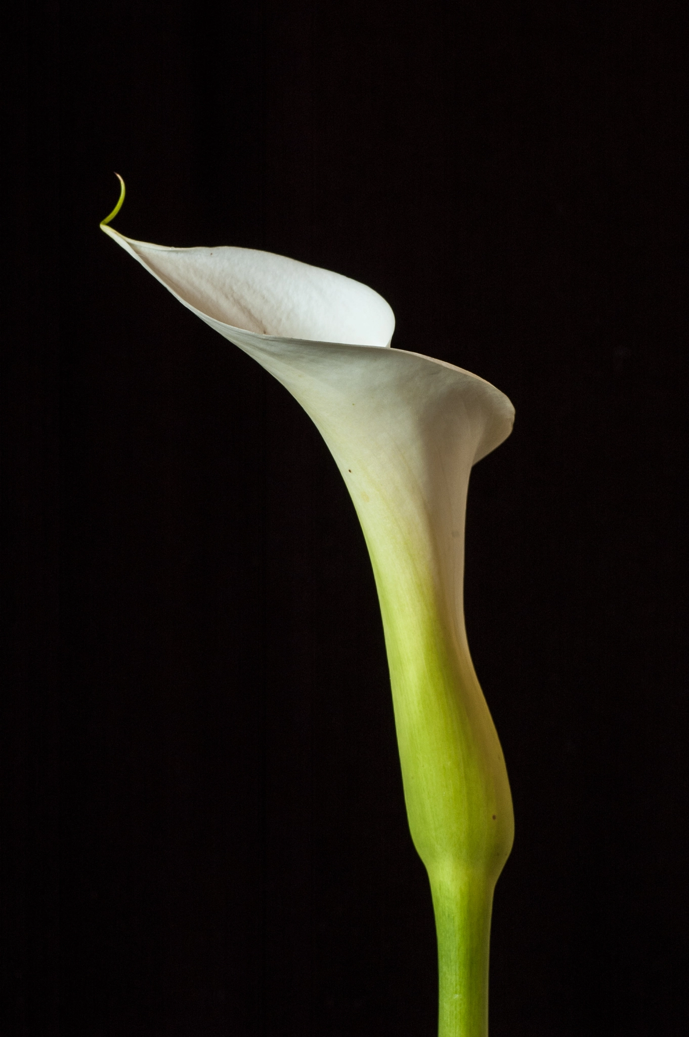 Nikon D70 sample photo. White arum photography