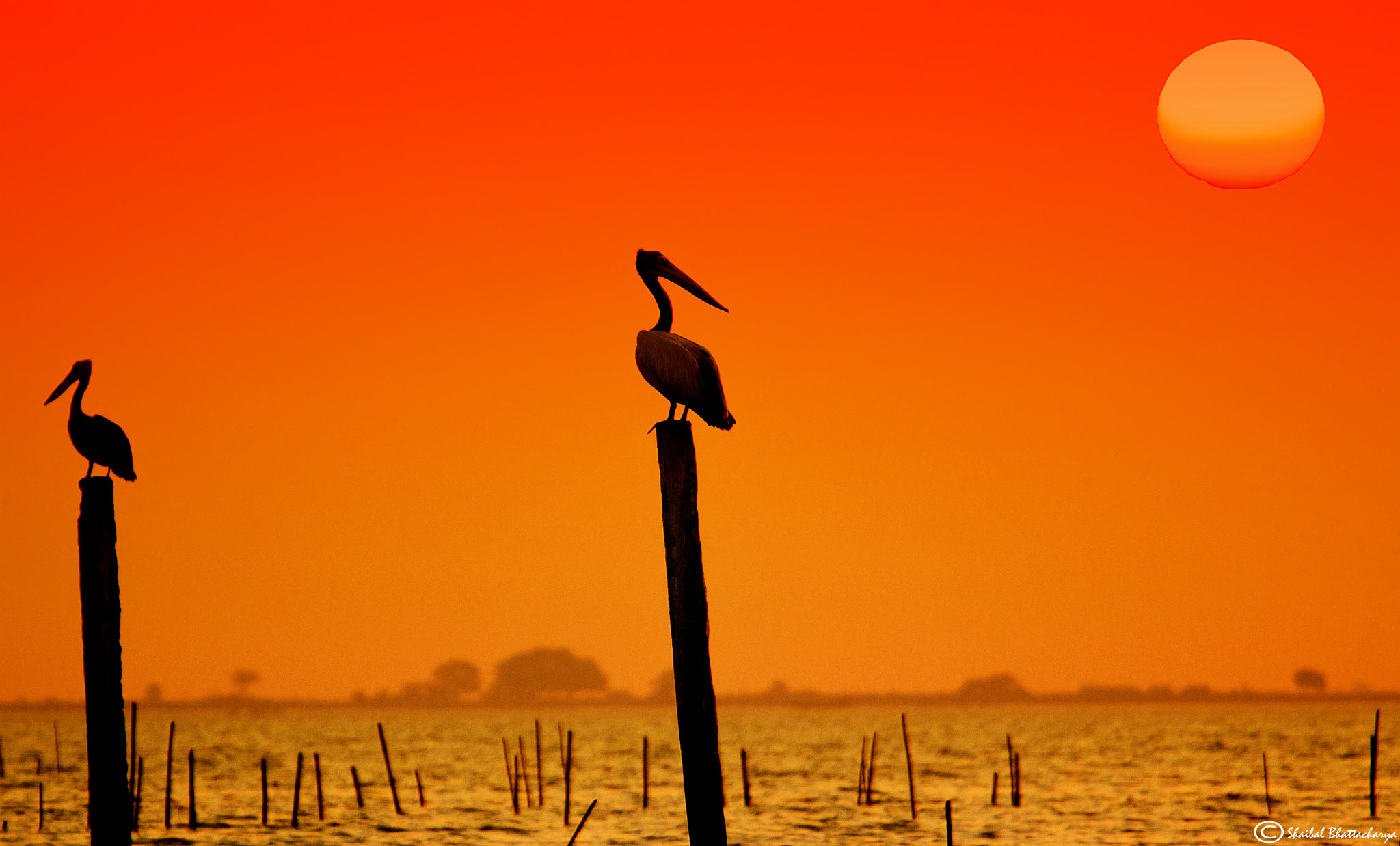 Canon EF 70-200mm F4L USM sample photo. 2 pelicans during sunset photography