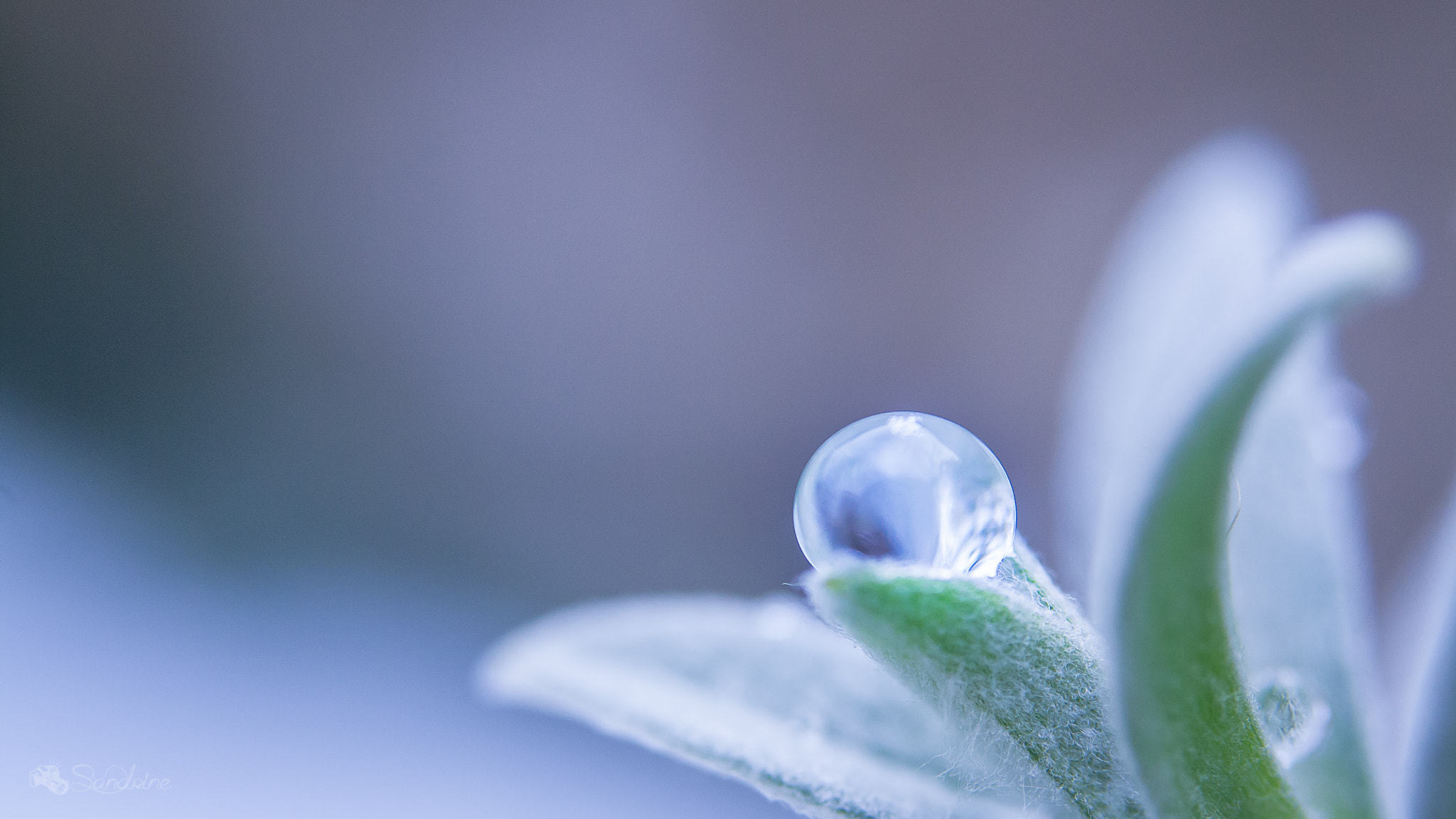 Canon EF 28-80mm f/3.5-5.6 sample photo. Goutte d'eau - droplet photography