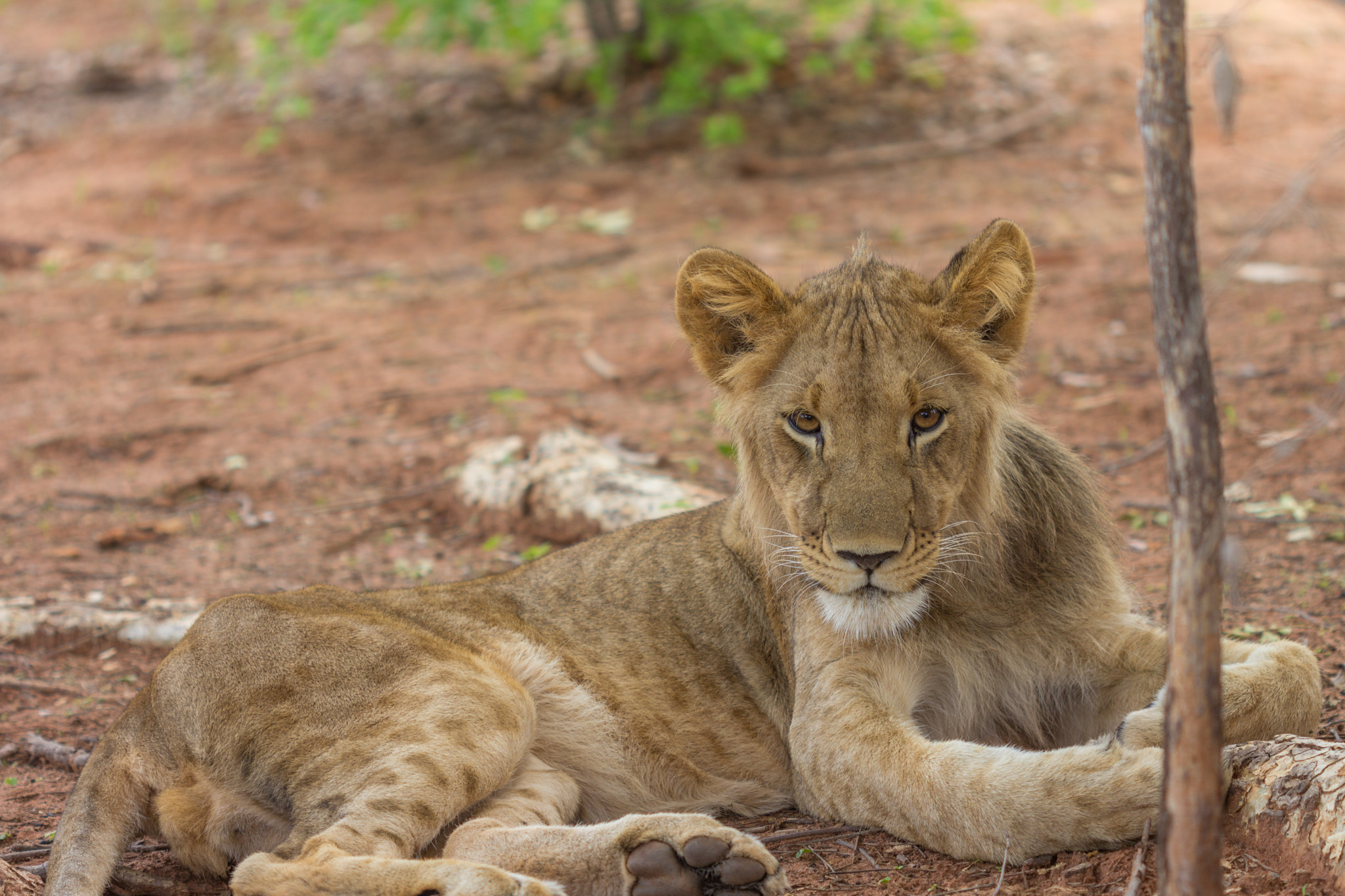 Canon EOS 60D + Canon EF 100mm F2.8 Macro USM sample photo. Lion resting in zambia photography