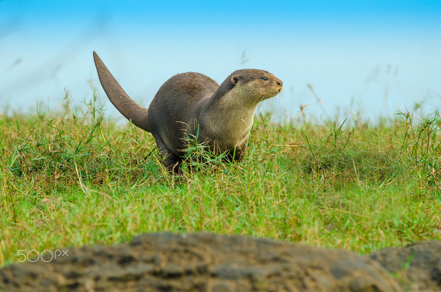 Nikon D7000 + Nikon AF-S Nikkor 500mm F4G ED VR sample photo. Smooth coated otter photography