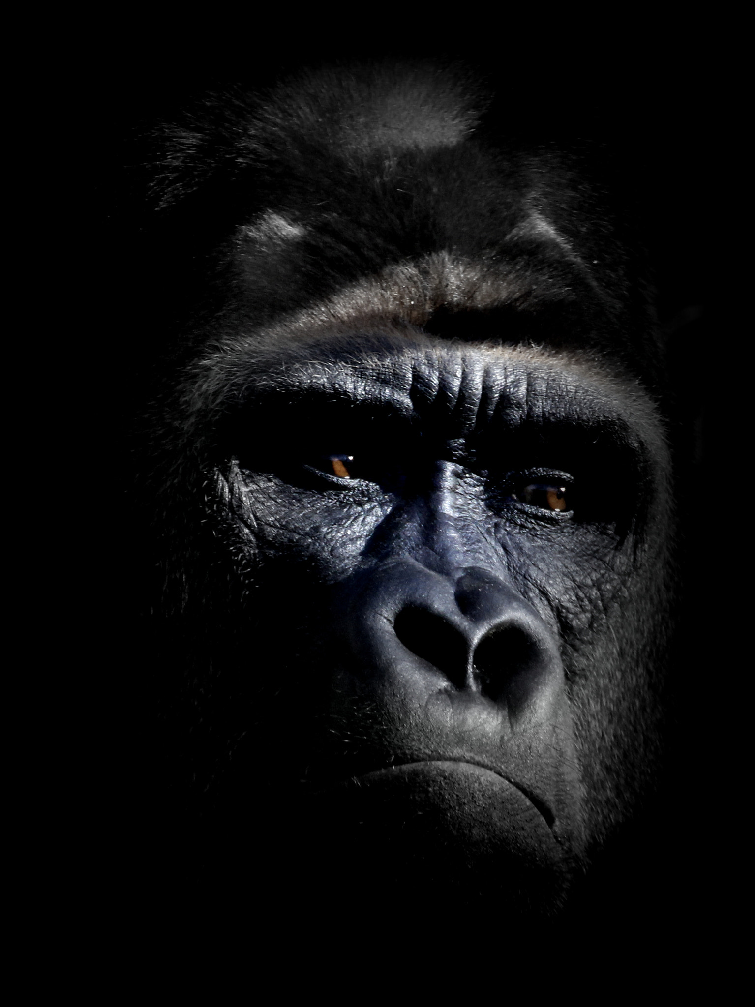 Tamron SP 35mm F1.8 Di VC USD sample photo. Gorilla photography