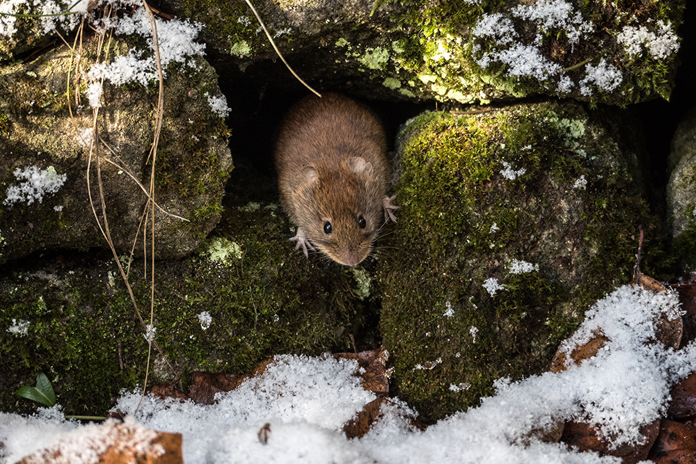 Oh dear! Snow! by Susanne Ludwig on 500px.com