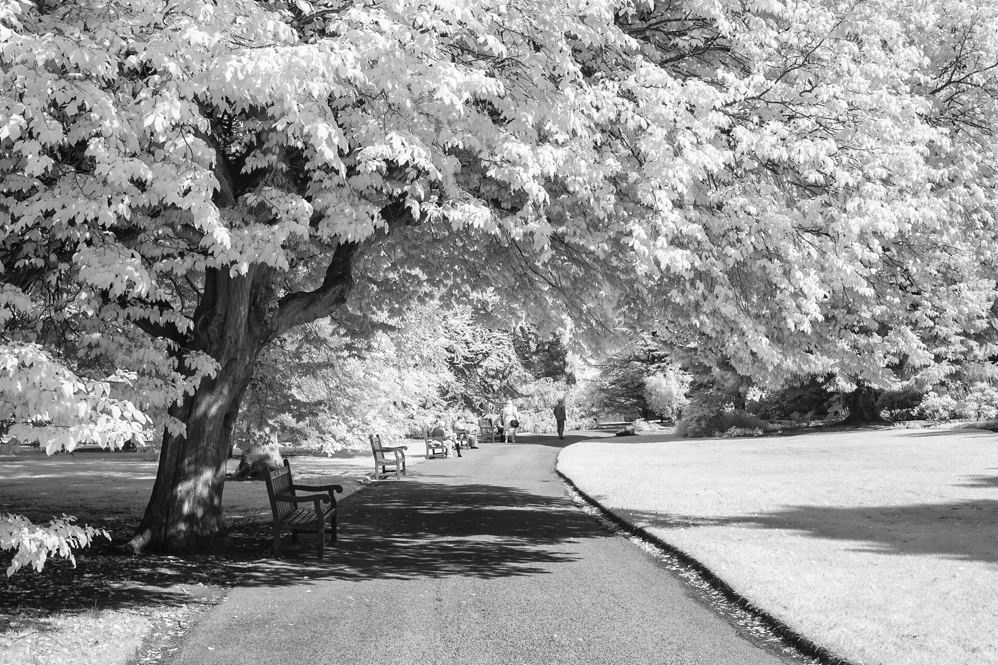 Canon EOS-1D Mark II sample photo. Royal botanical gardens photography