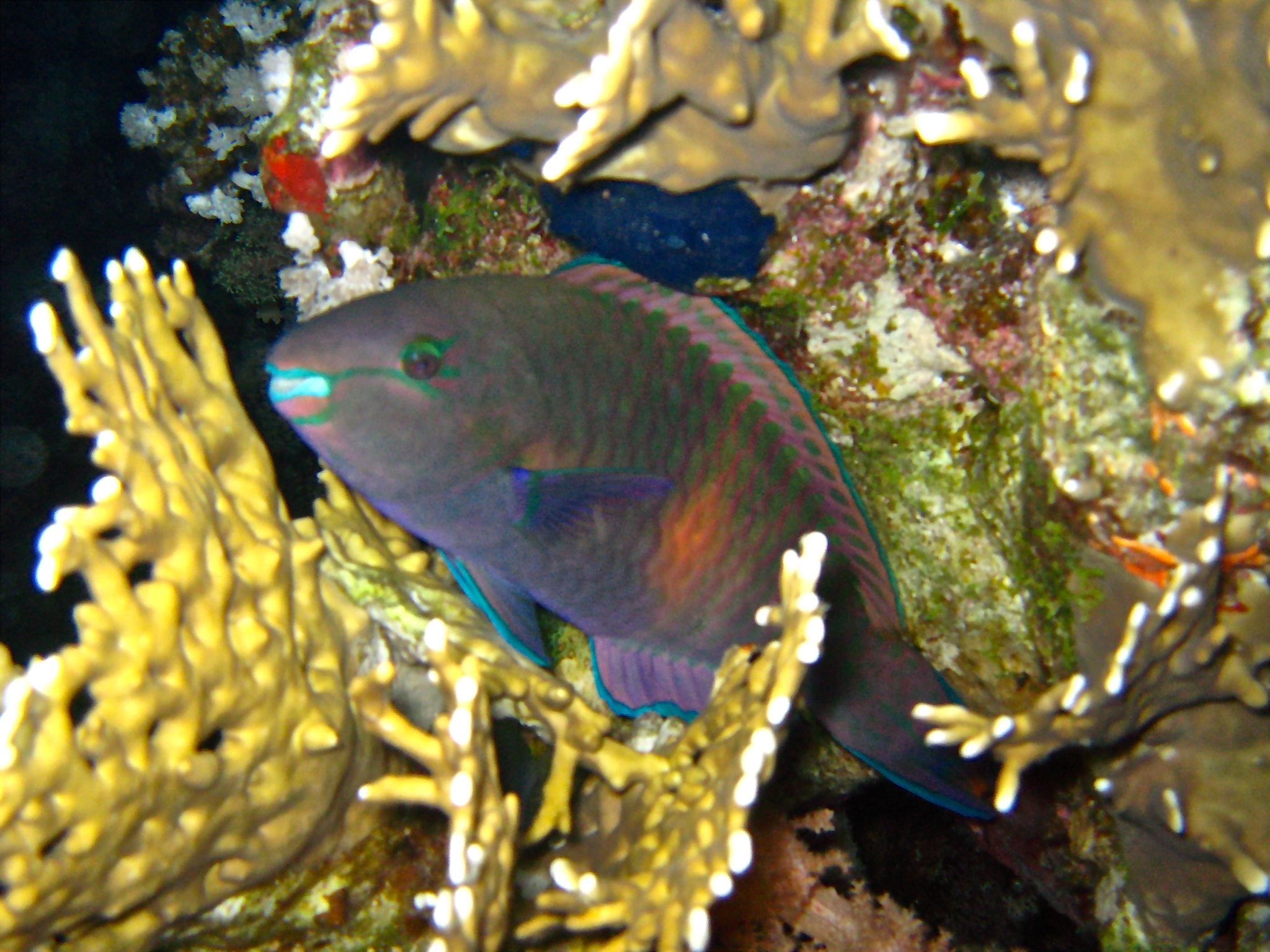 Canon DIGITAL IXUS 900TI sample photo. Sharm el sheikh5.jpg photography