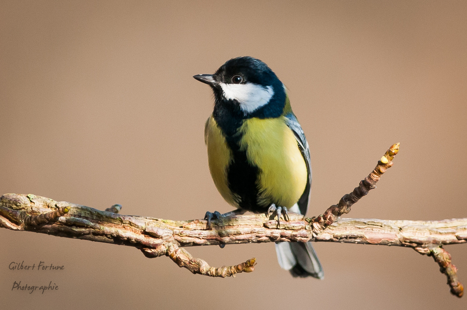 Nikon AF-S Nikkor 300mm F2.8G ED VR II sample photo. Mésange photography