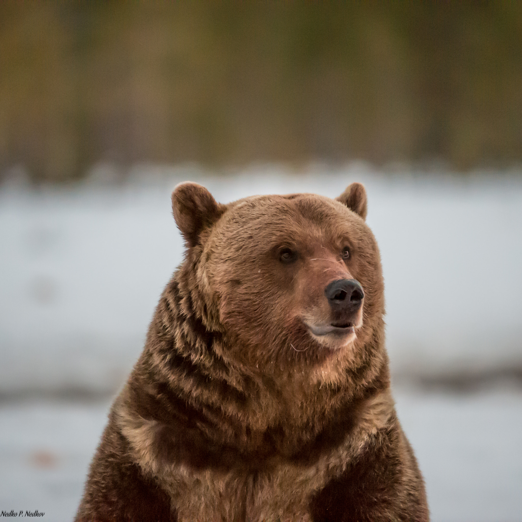 Nikon AF-S Nikkor 200-400mm F4G ED-IF VR sample photo. Brown bear photography
