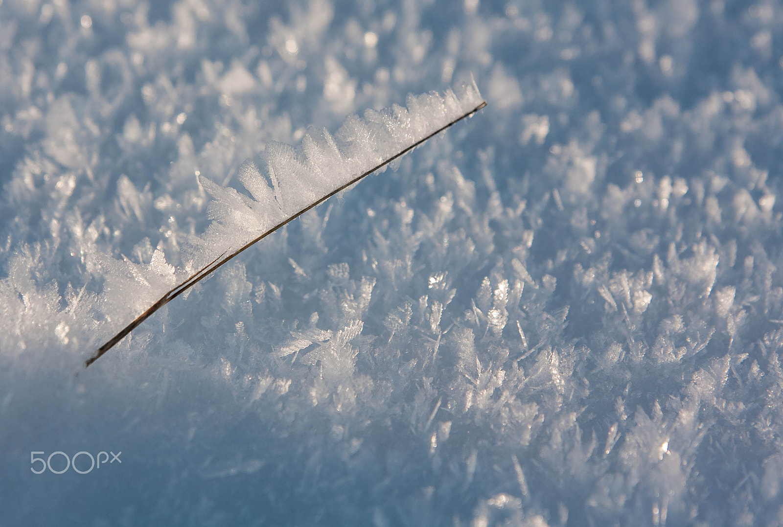 Canon EOS 40D + Sigma 24-70mm F2.8 EX DG Macro sample photo. Branch with ice crystals in the snow photography