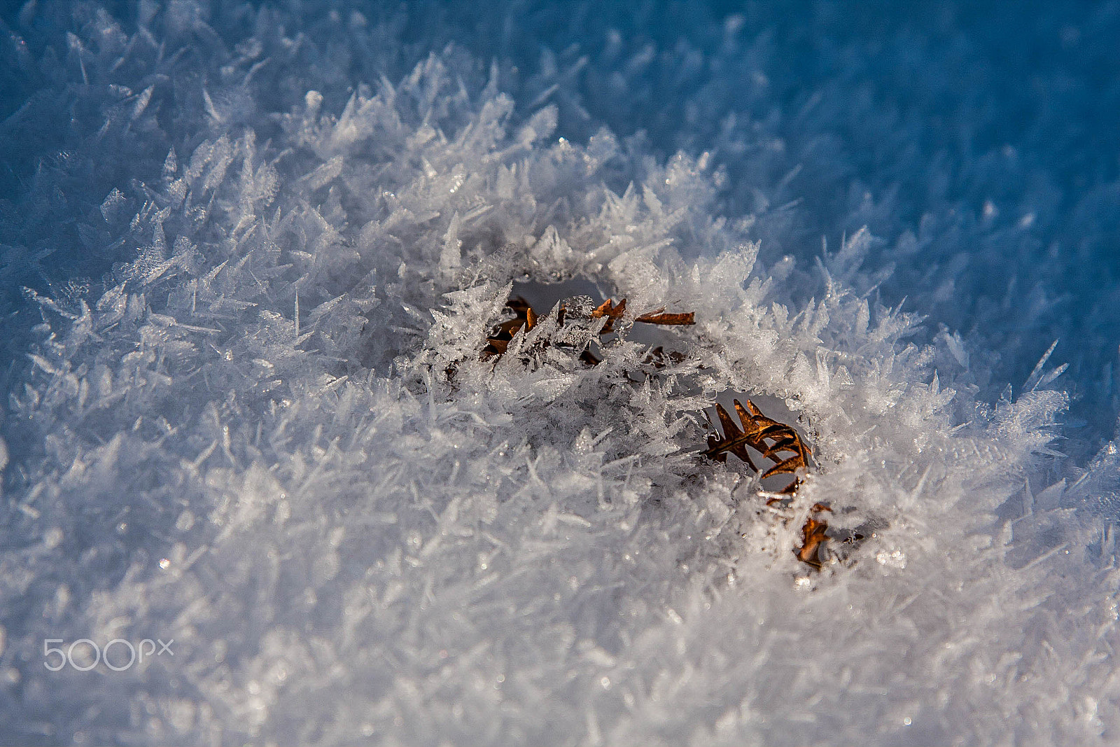 Canon EOS 40D + Sigma 24-70mm F2.8 EX DG Macro sample photo. Leaf in snowy ice crystals photography