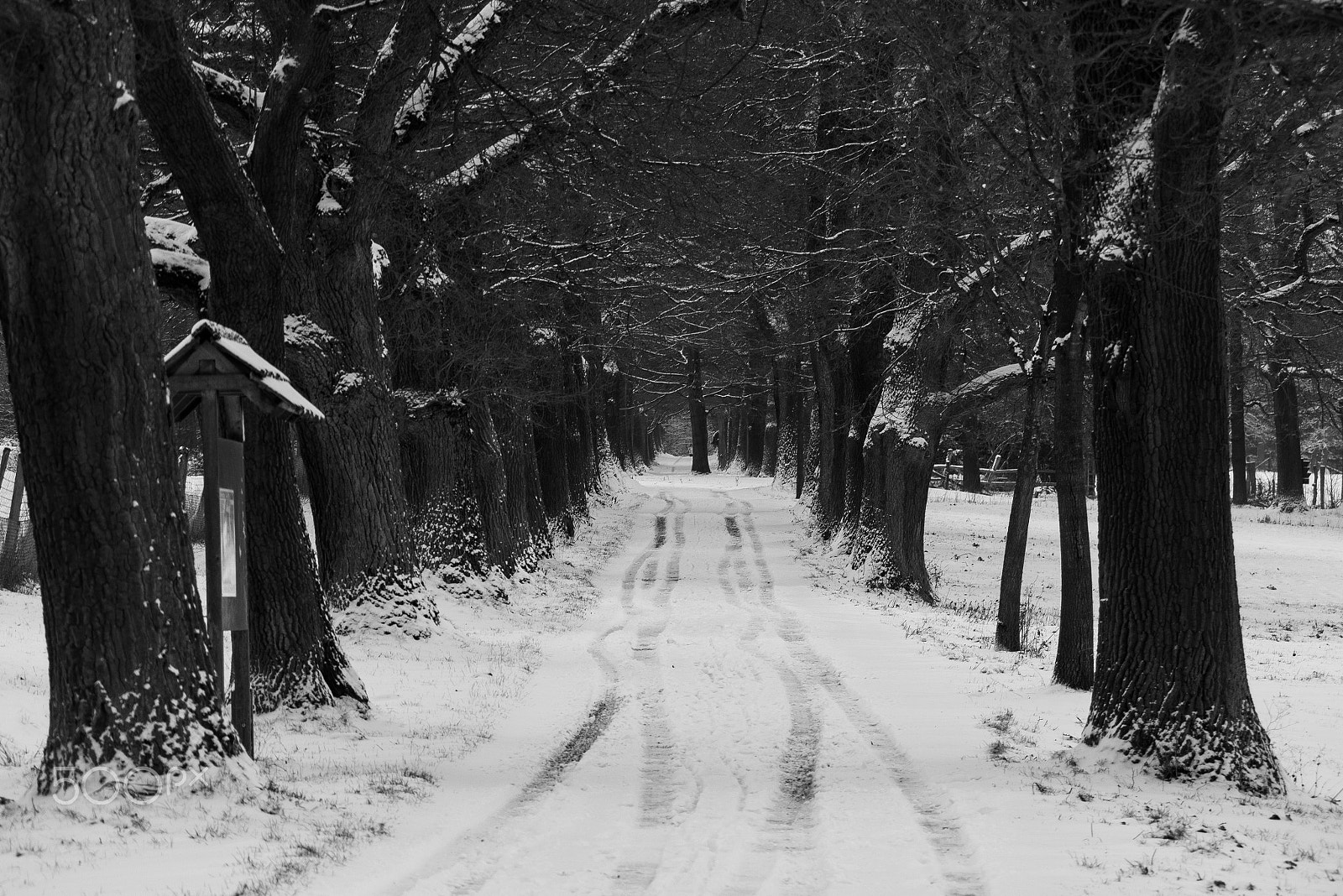 Panasonic Lumix DMC-GX7 sample photo. Winter photography