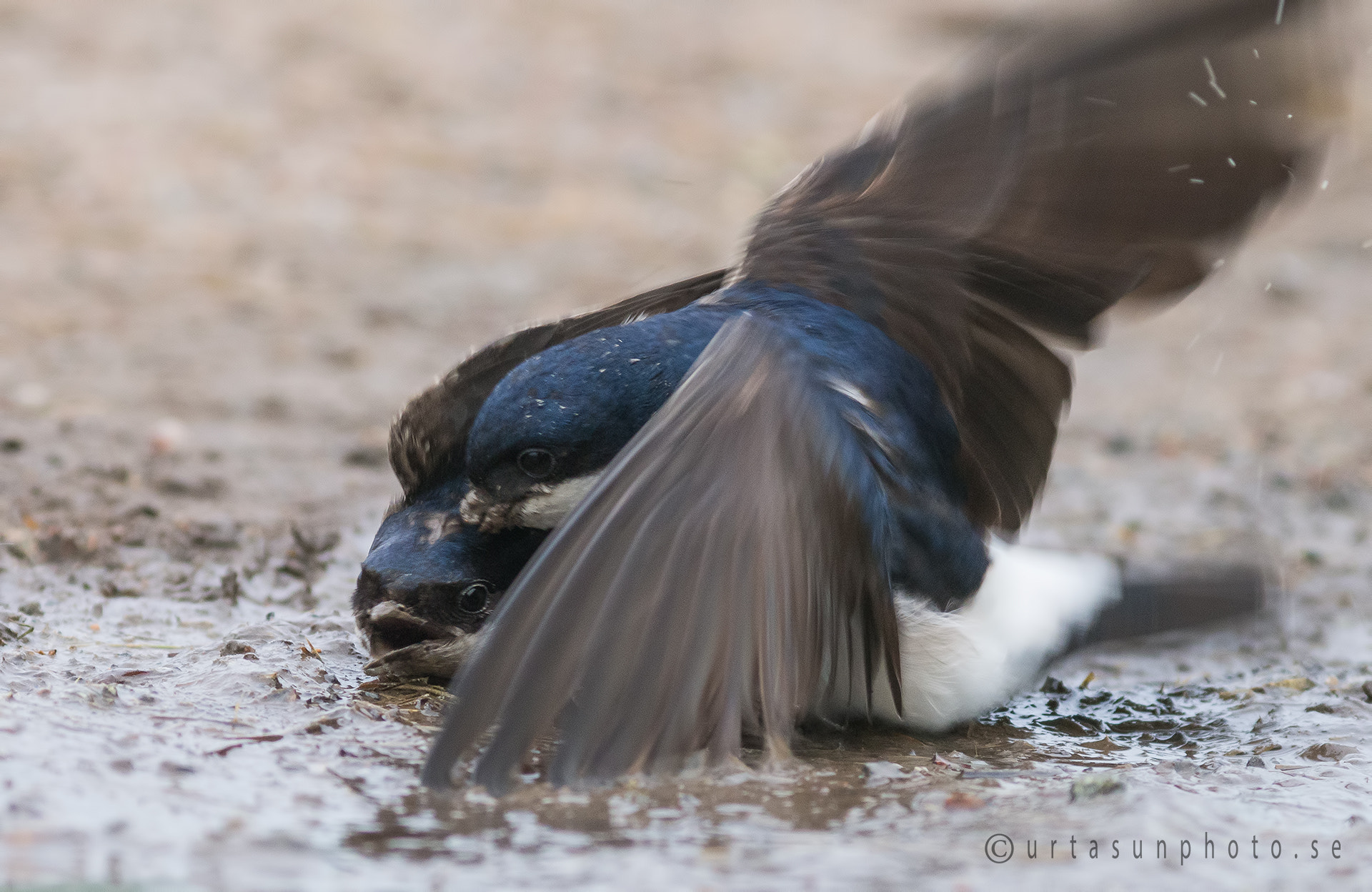 Olympus Zuiko Digital ED 40-150mm F4.0-5.6 sample photo. Don't mess with my mud photography