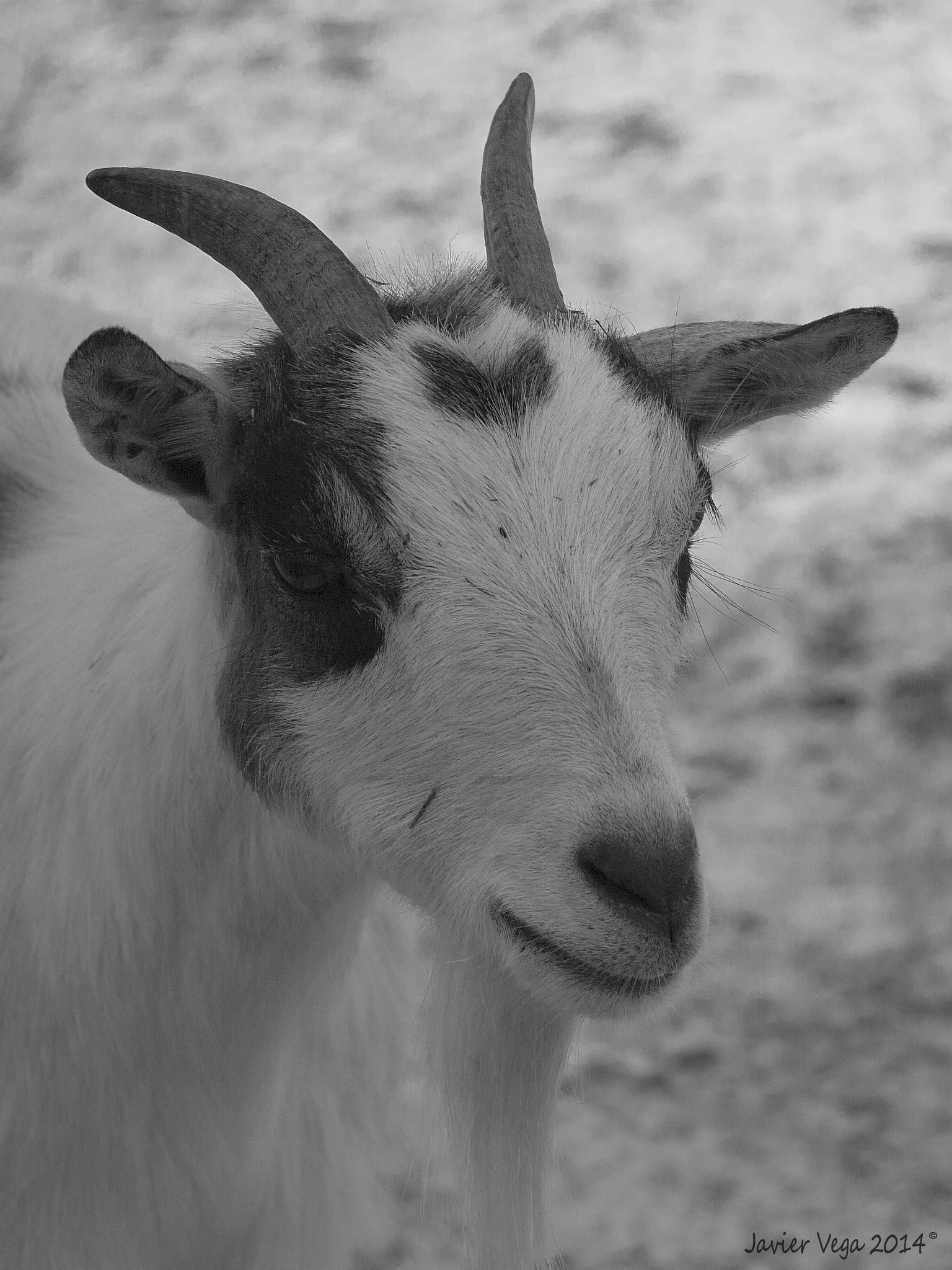Panasonic Lumix DMC-GF6 sample photo. Simply a goat photography