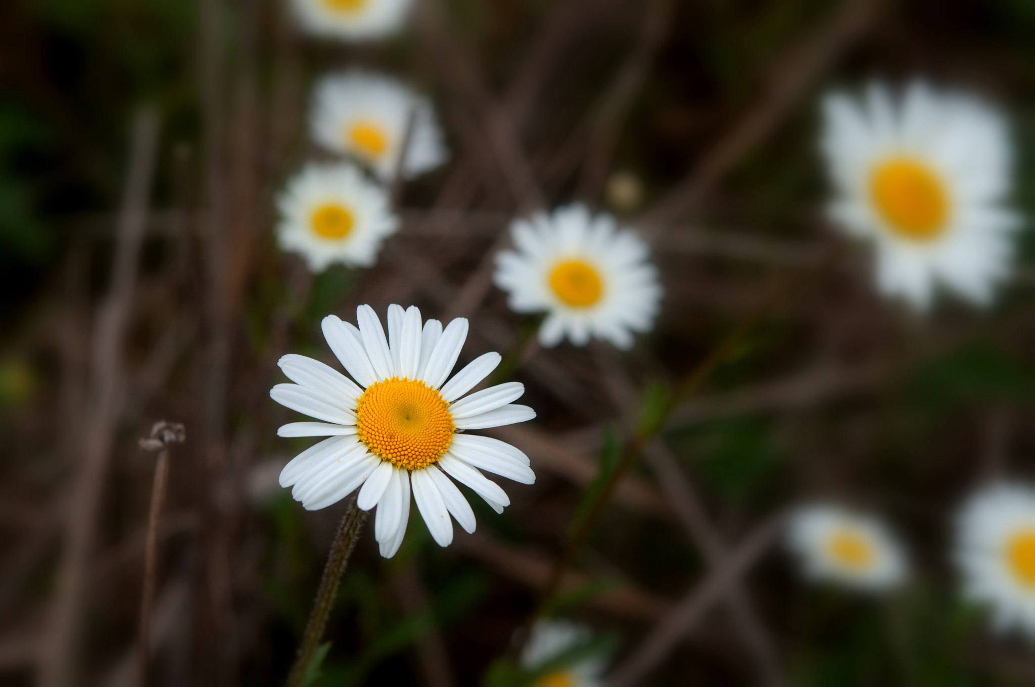 Nikon AF-S Micro-Nikkor 60mm F2.8G ED sample photo. с photography