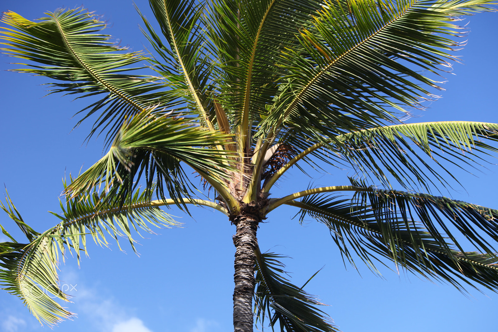 Canon EF 70-200mm F2.8L IS USM sample photo. Windblown palm in paradise photography