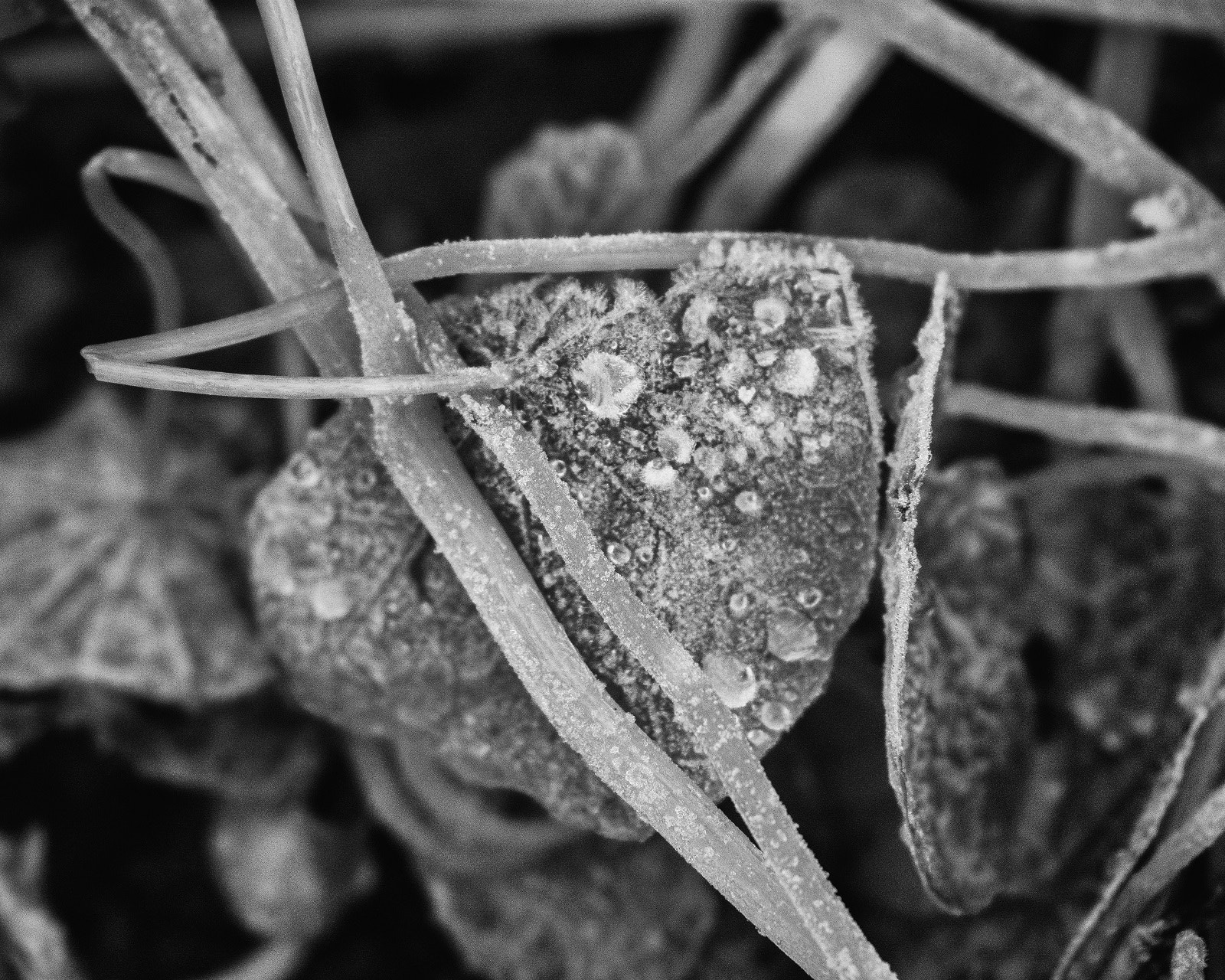 Olympus OM-D E-M5 sample photo. Frosty vine photography