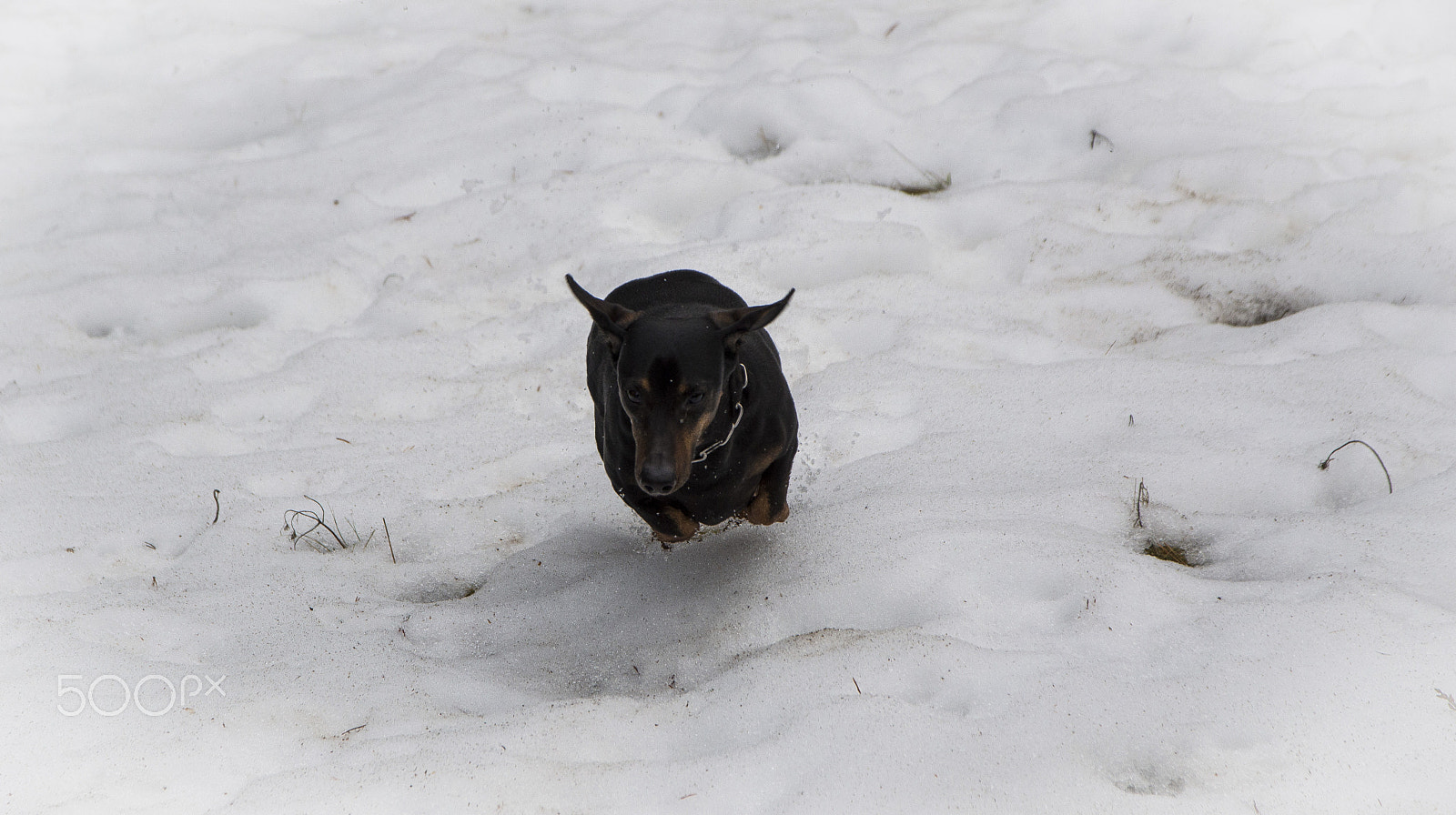 Sigma 17-70mm F2.8-4 DC Macro OS HSM | C sample photo. Running in the snow photography