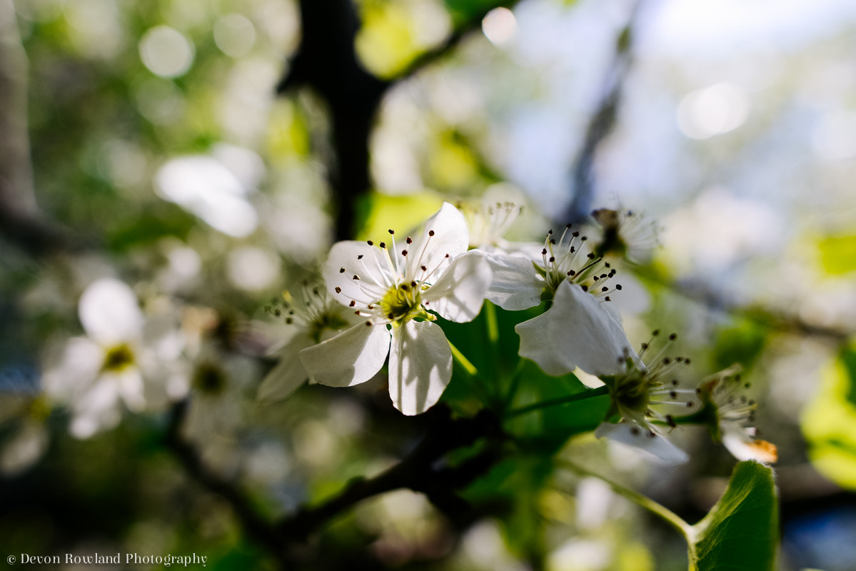 Nikon D800 + Sigma 24mm F1.8 EX DG Aspherical Macro sample photo. Devon rowland photography photography