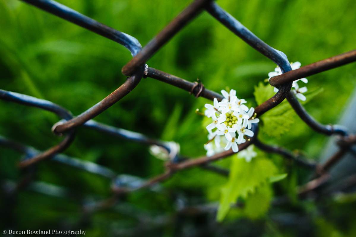 Nikon D800 + Sigma 24mm F1.8 EX DG Aspherical Macro sample photo. Fenced in photography