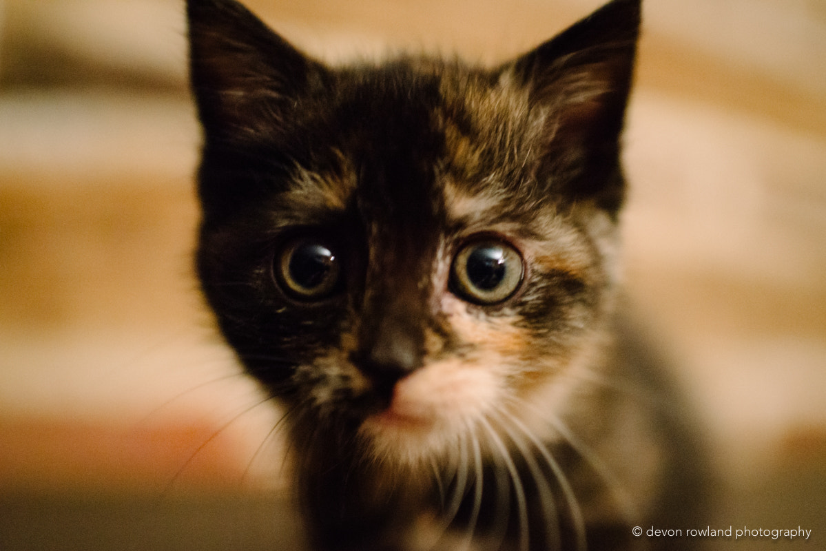 AF-S Nikkor 35mm f/1.8G sample photo. Kitten face photography