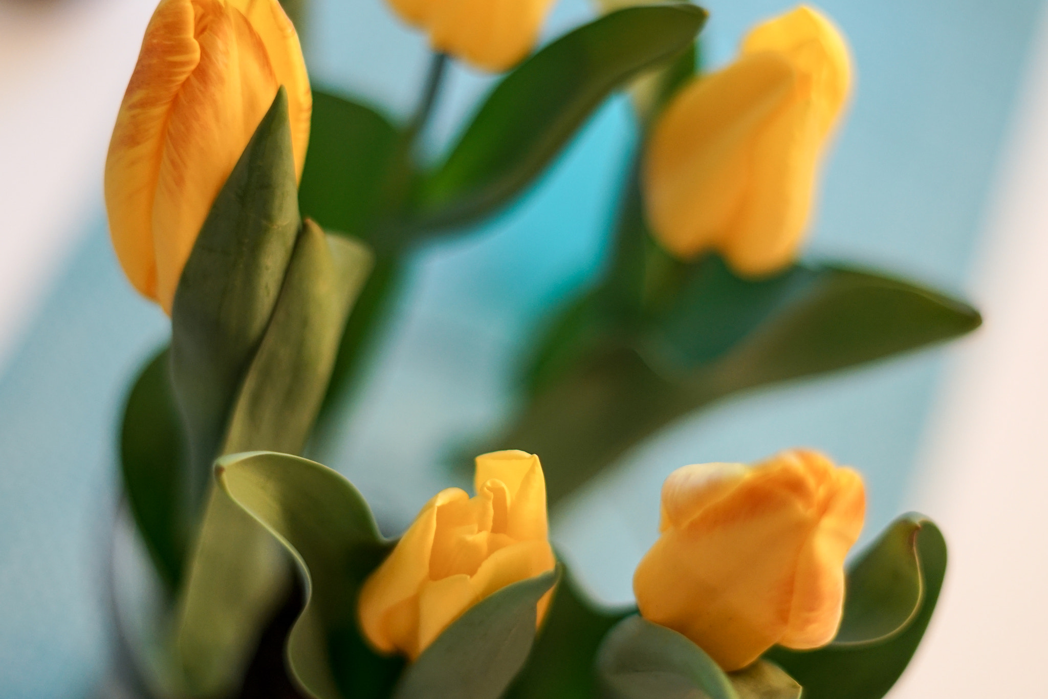 Sony a7R II + Minolta AF 50mm F1.4 [New] sample photo. Yellow tulips photography